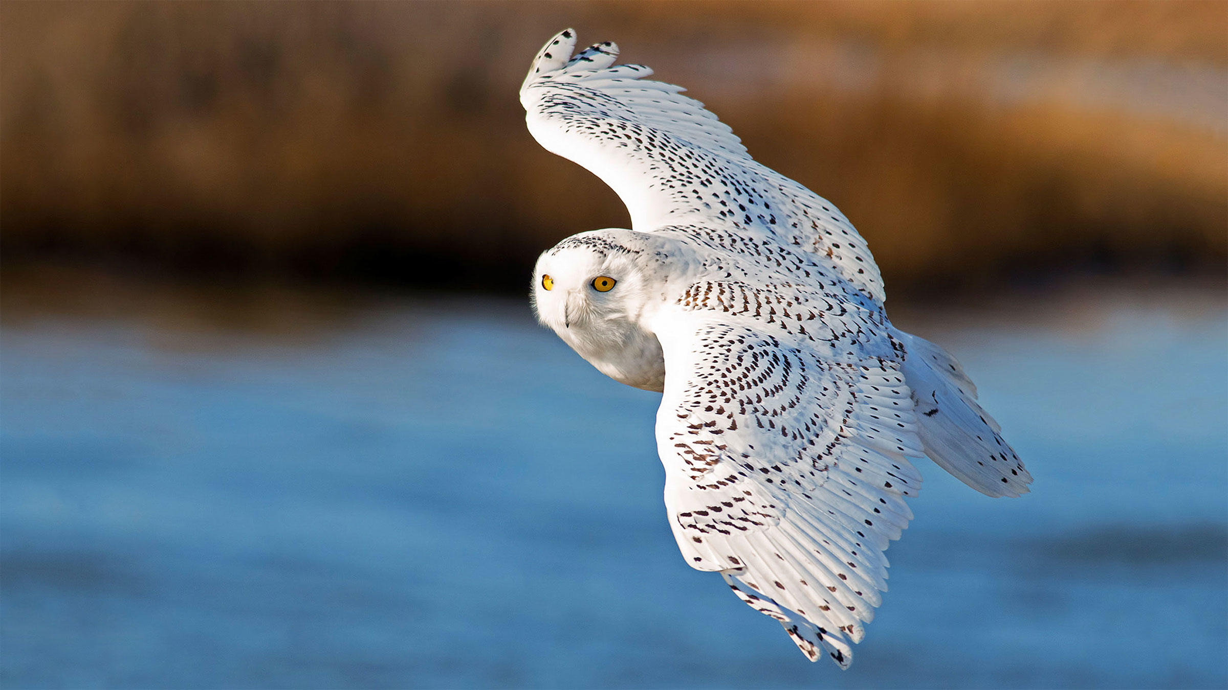 Hold Onto Your Bins: Another Blizzard of Snowy Owls Could Be Coming ...