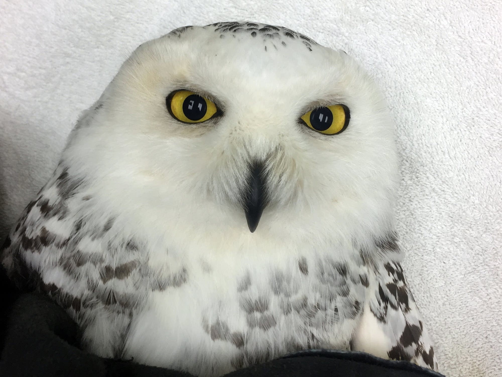Birders aflutter over snowy owl 'irruption' | Minnesota Public Radio ...