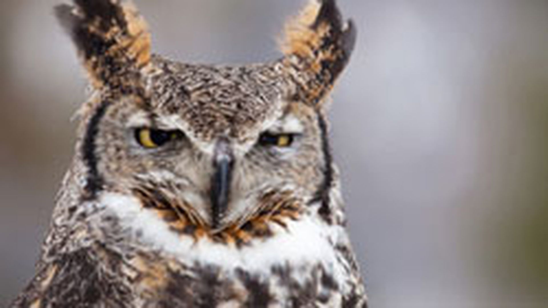 The Ultimate Owl Quiz | HowStuffWorks