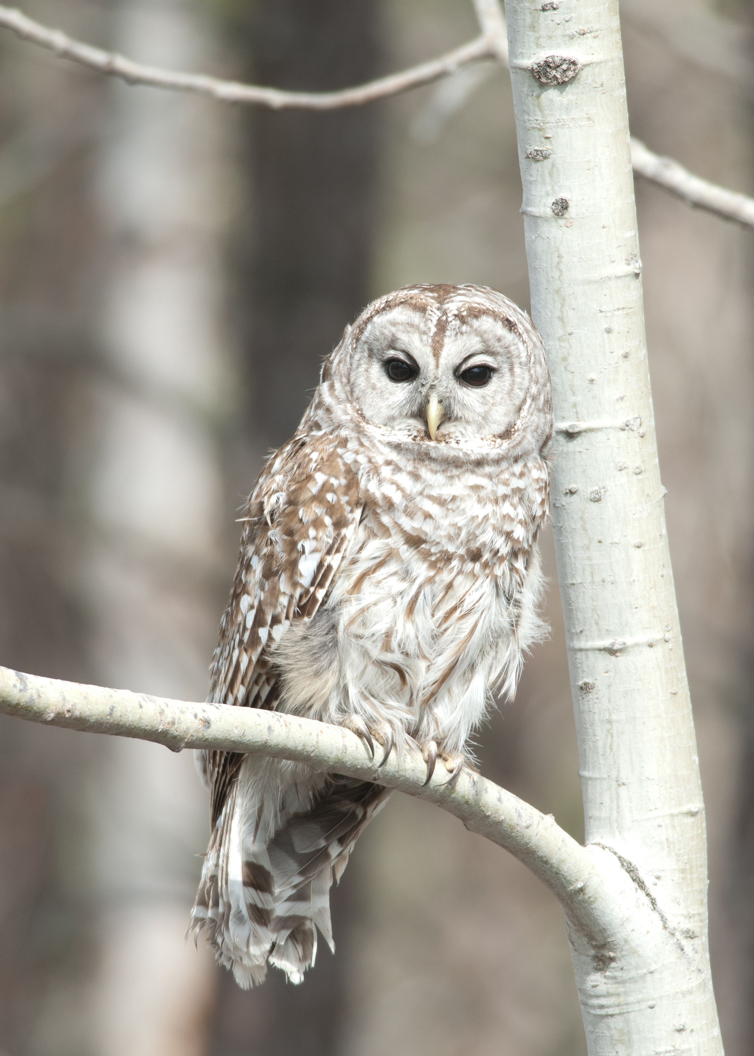 Adopt an Owl – Whitefish Point Bird Observatory