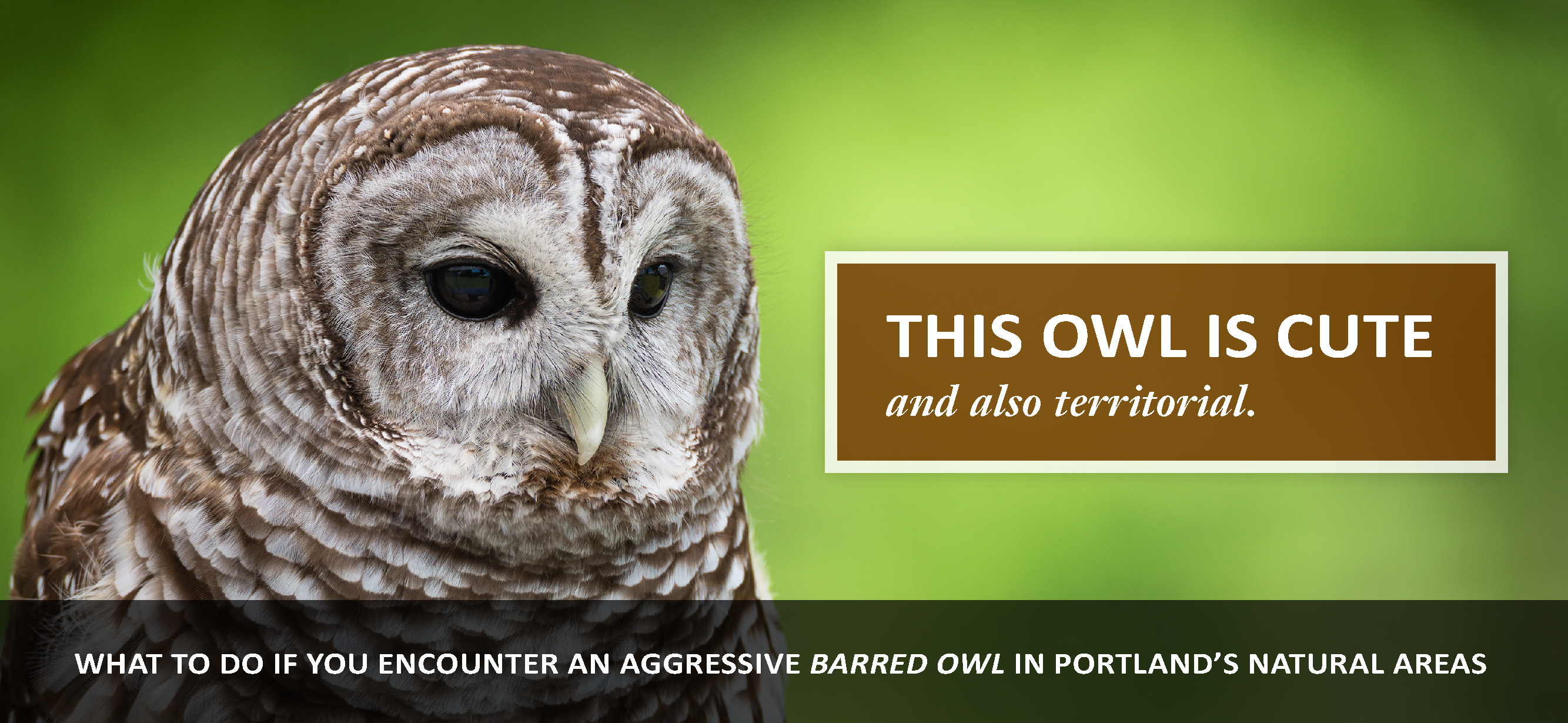 Barred Owls in Portland's Natural Areas | Natural Areas | The City ...