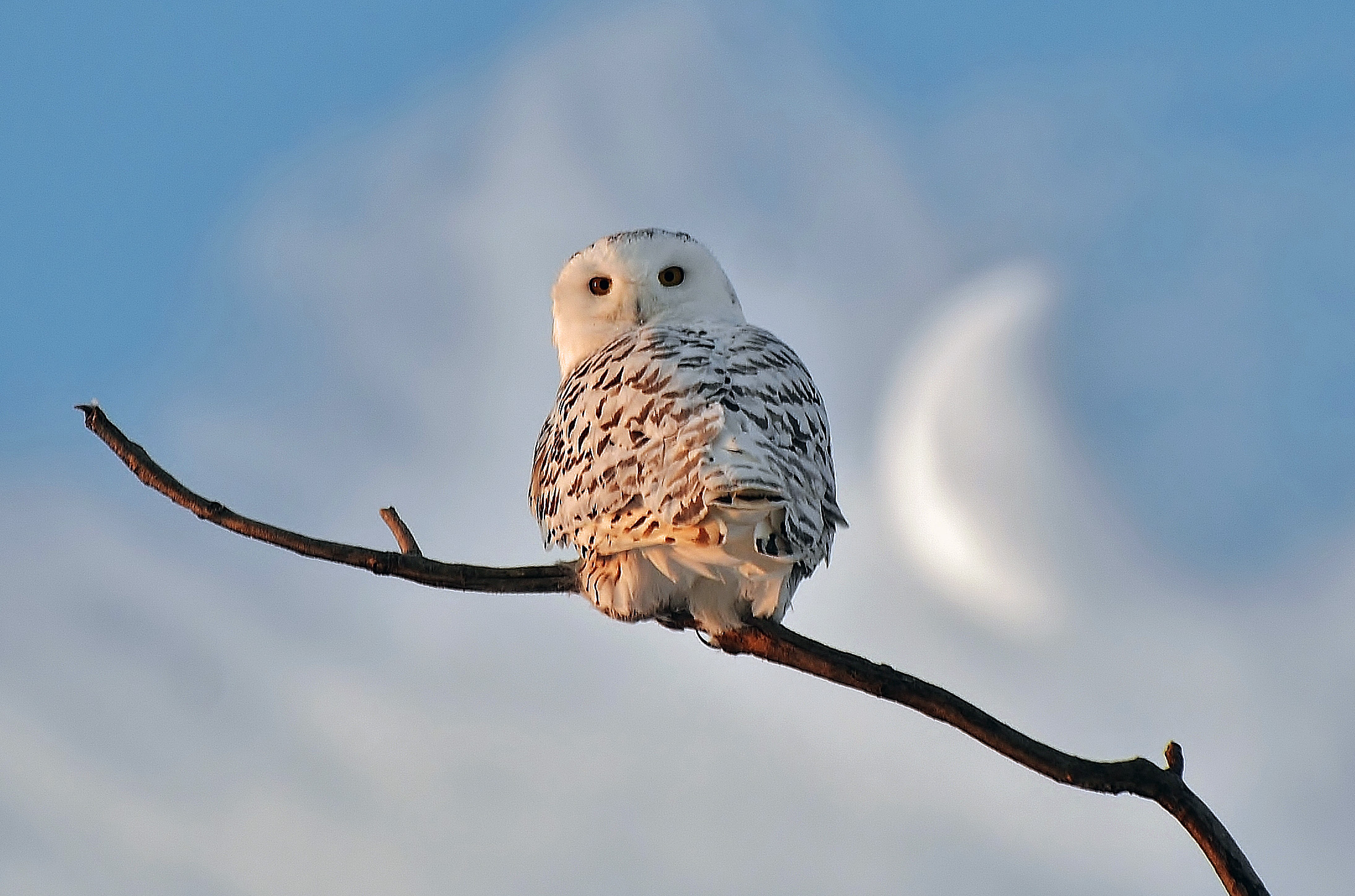 Adopt a Snowy Owl - Wildlife Adoption and Gift Center