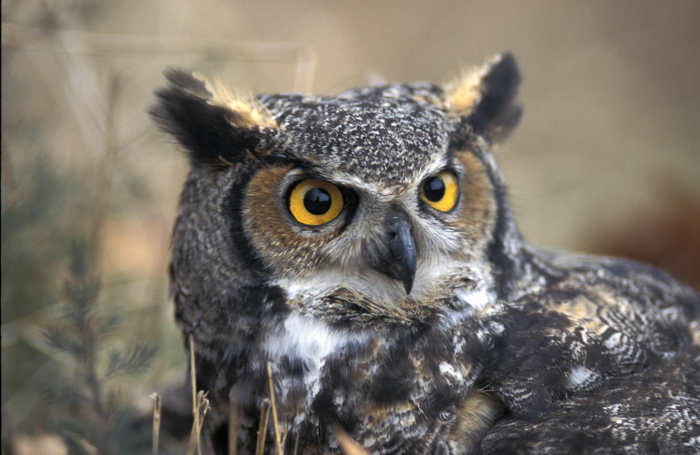 Great Horned Owl | KRCU