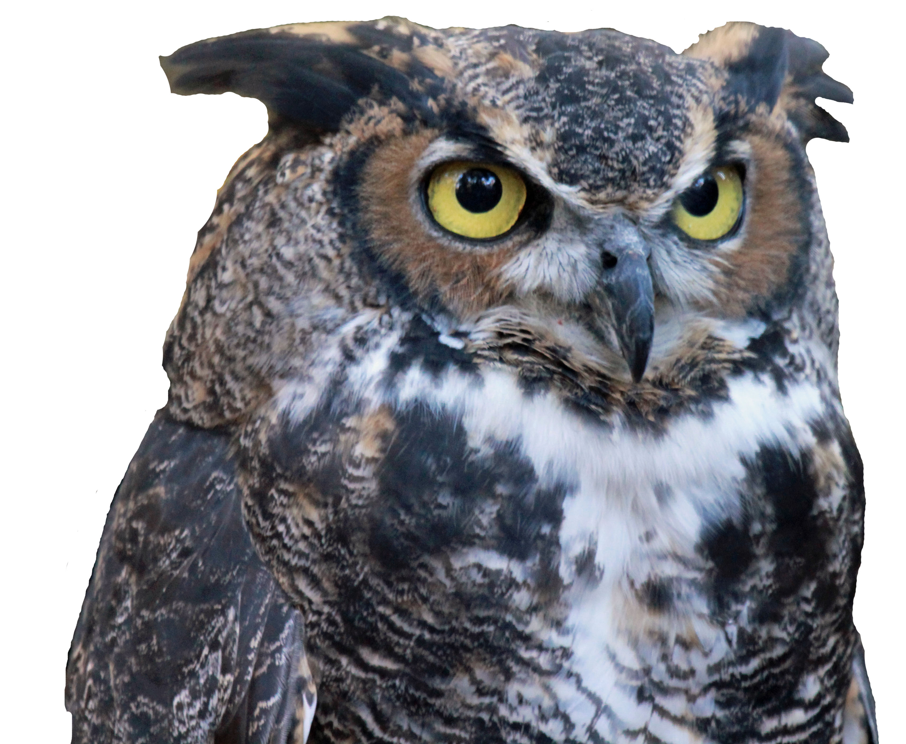 Owl Prowl | Friends of Wehr | Wehr Nature Center