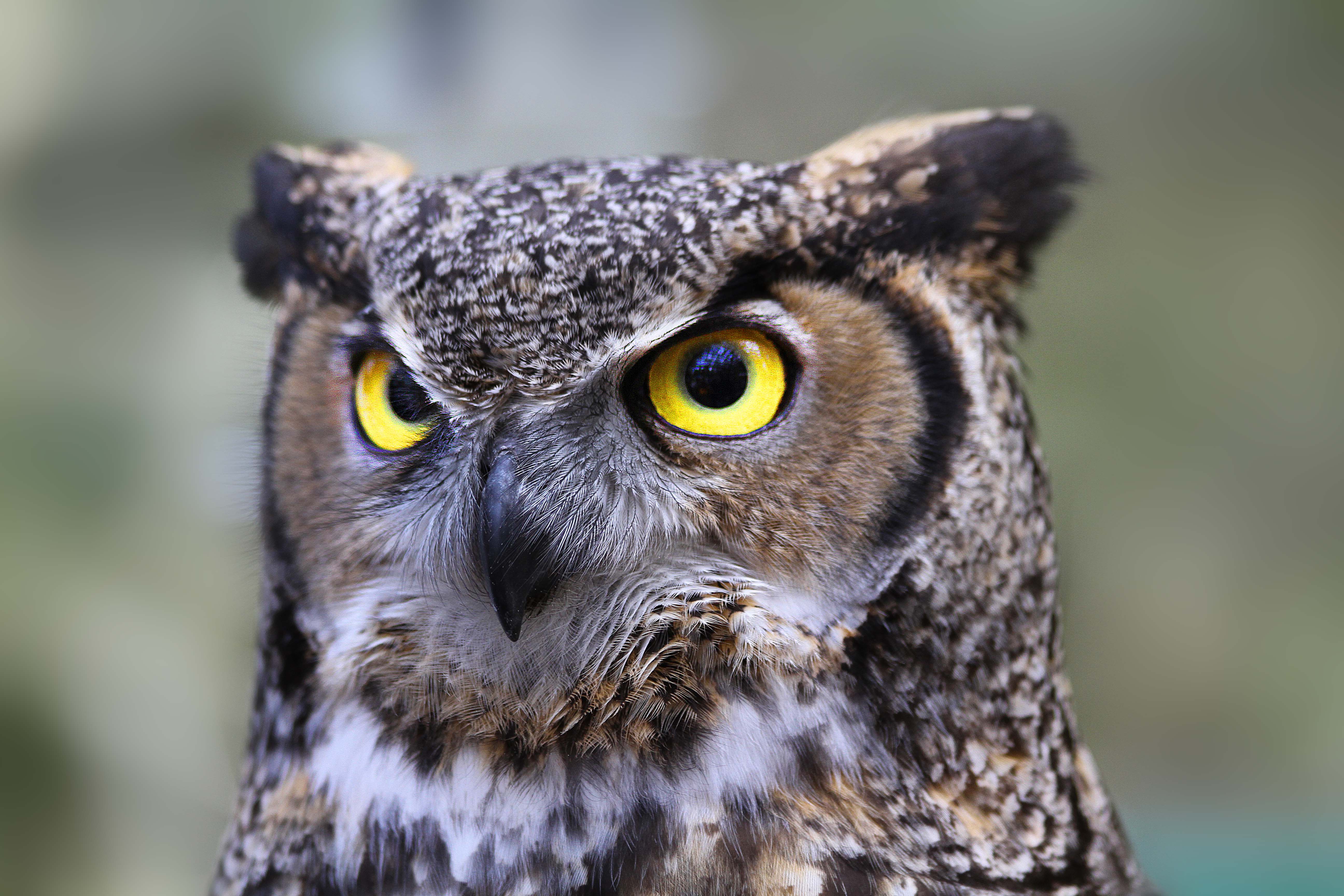 Owl ID: Great Horned Owl | Poppy