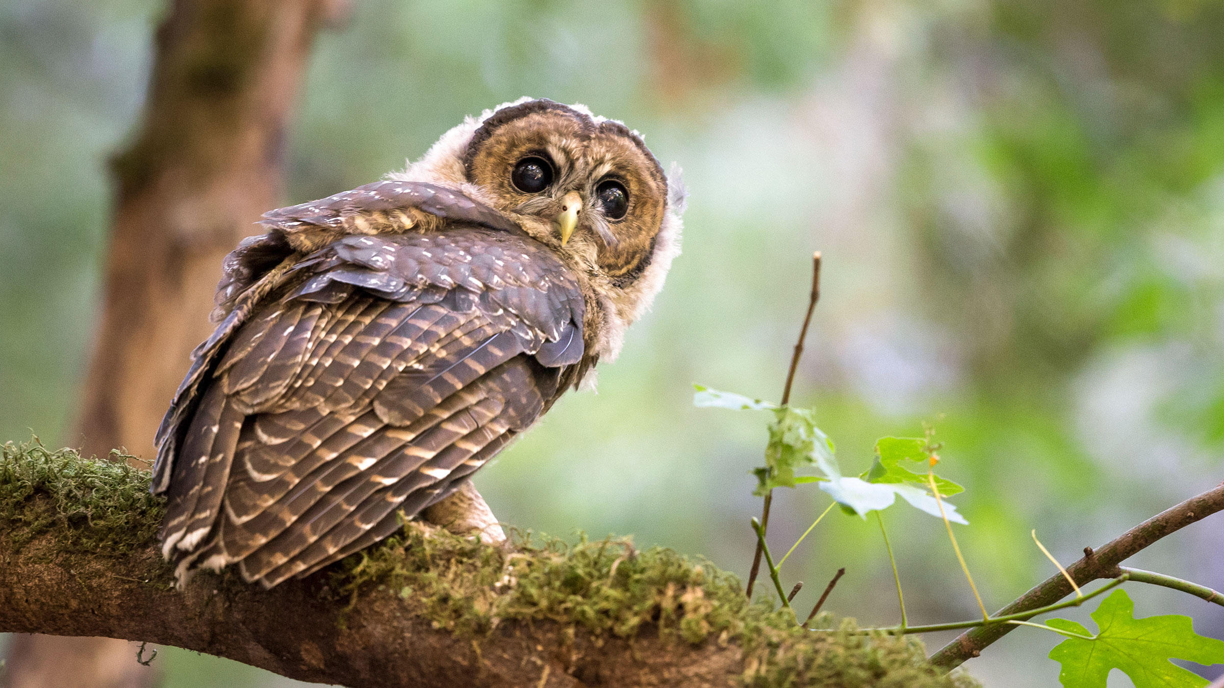 Northern Spotted Owls Bullied Onto California's Threatened Species ...