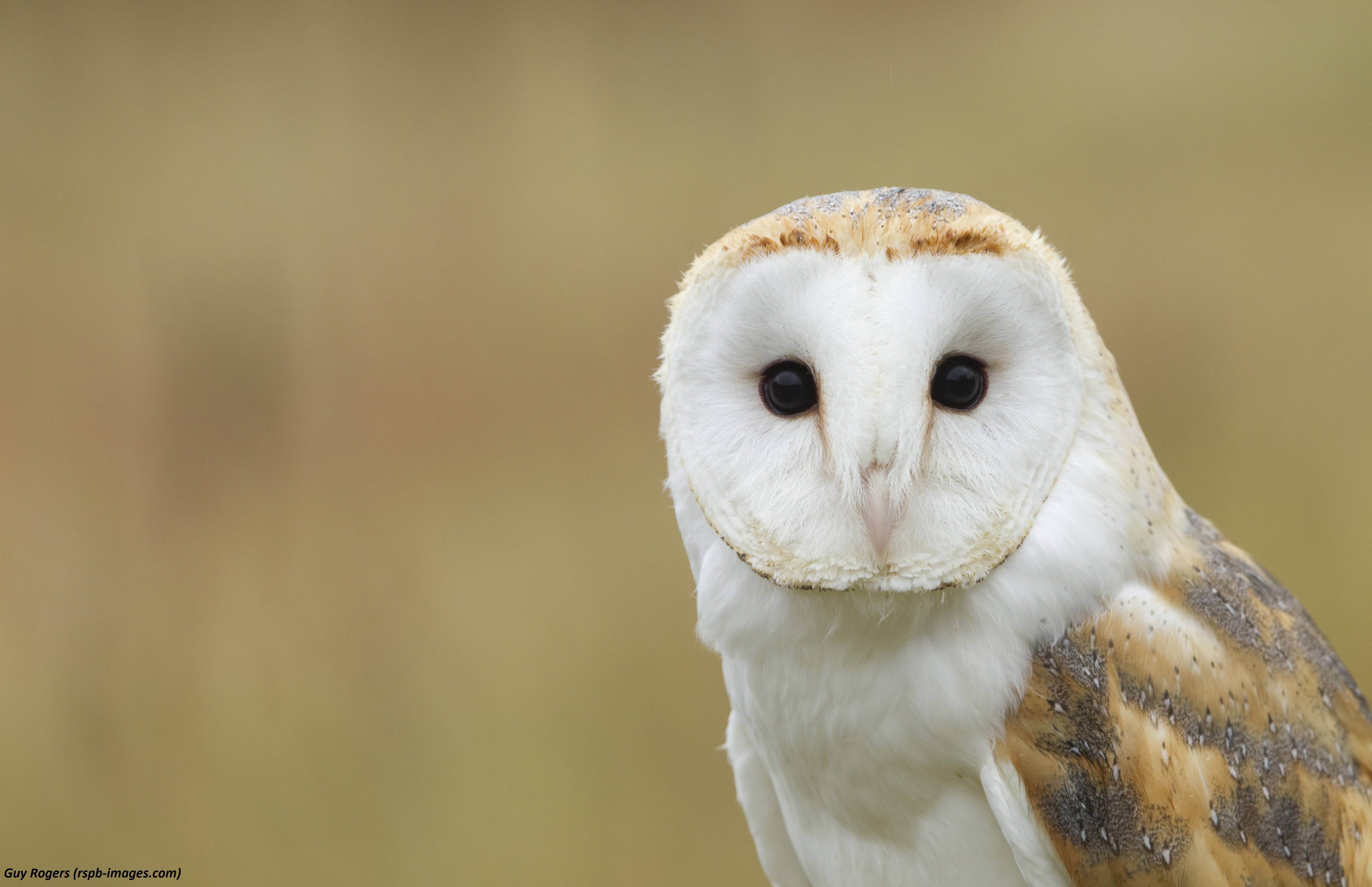 Five facts you need to know about barn owls - Scottish Nature Notes ...