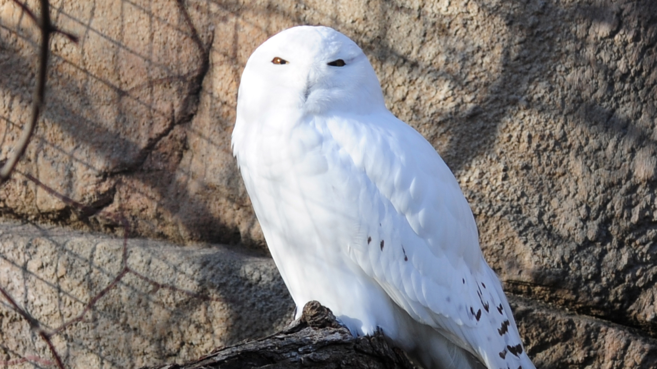 MAP: Snowy Owl Sightings in Chicago Area | Chicago Tonight | WTTW