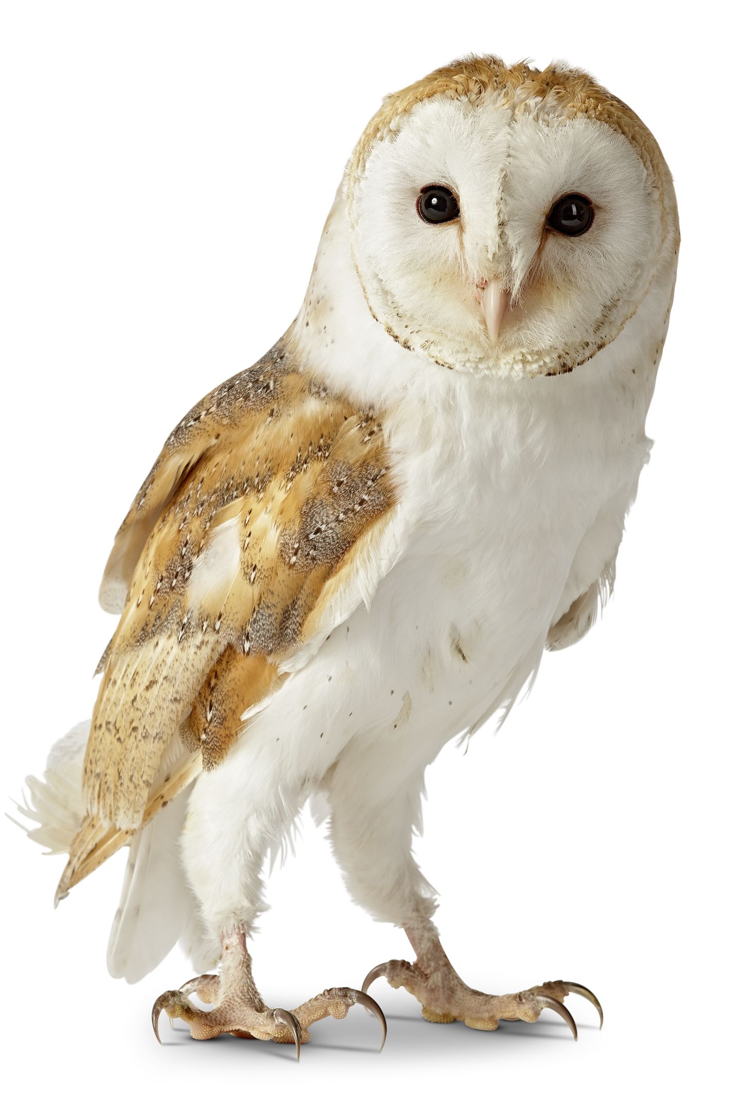 Owl Facts for Kids | Information About Owls | DK Find Out
