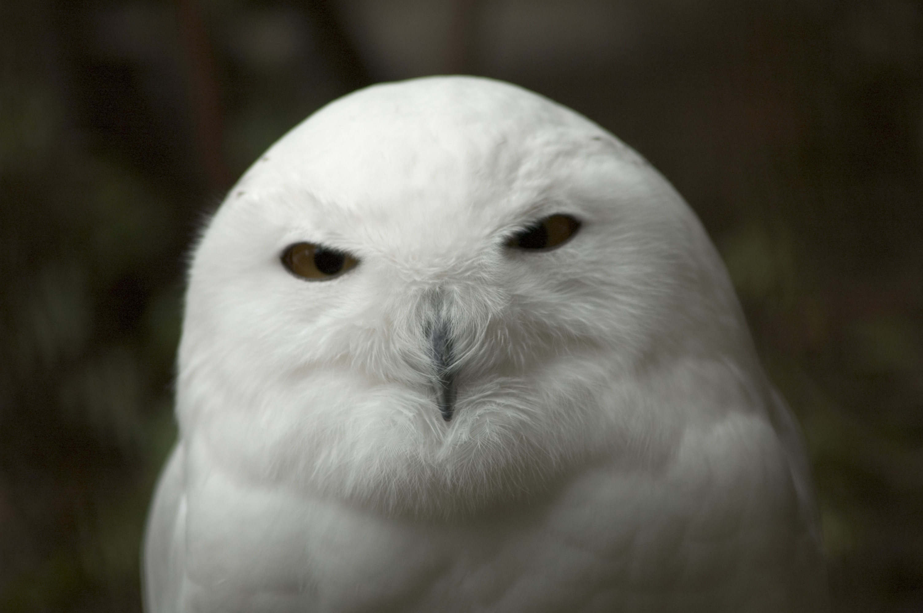 owl | Oregon Zoo