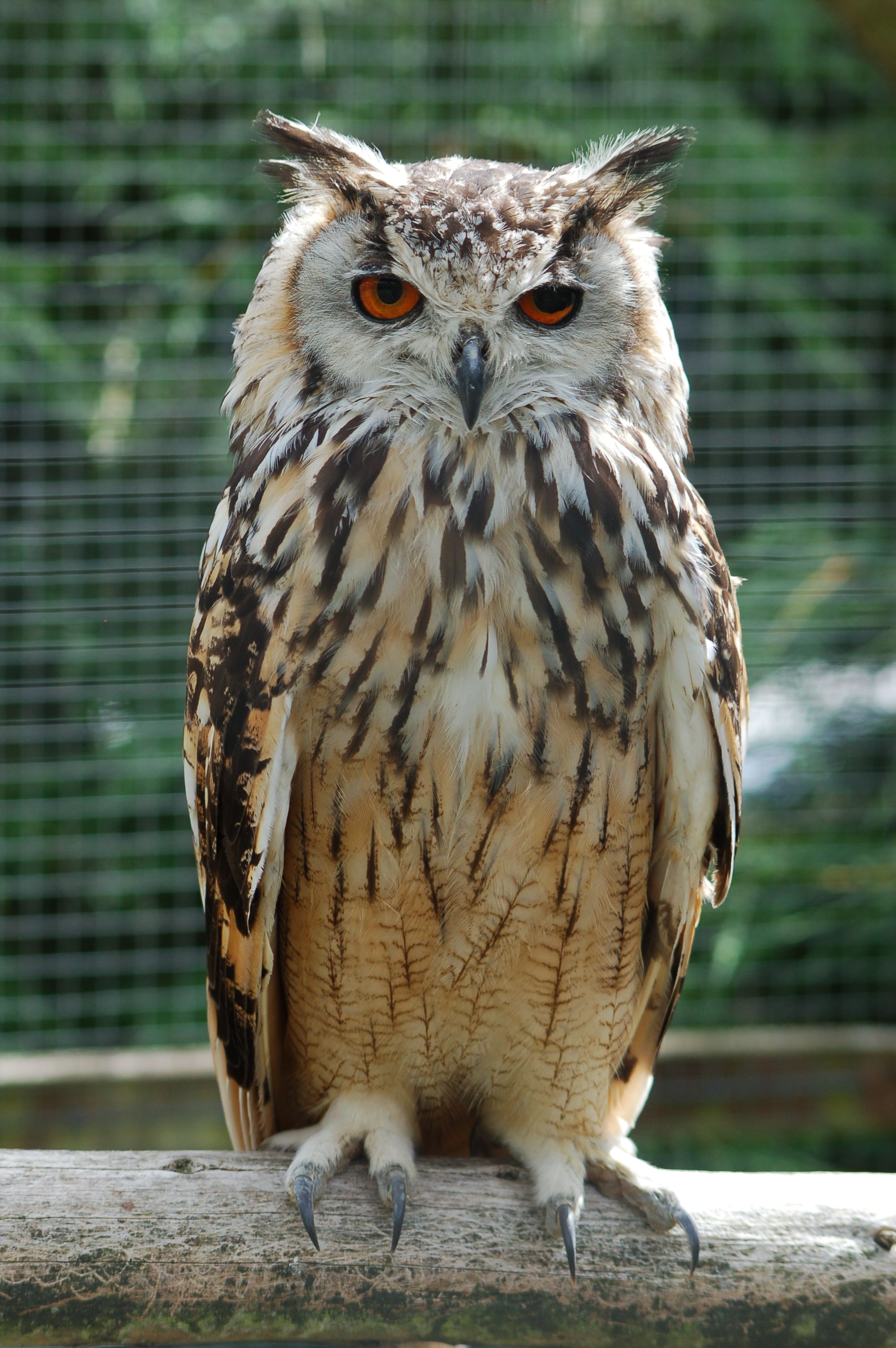 We Are All About Owls This Week | Owl, Owl pictures and Bird