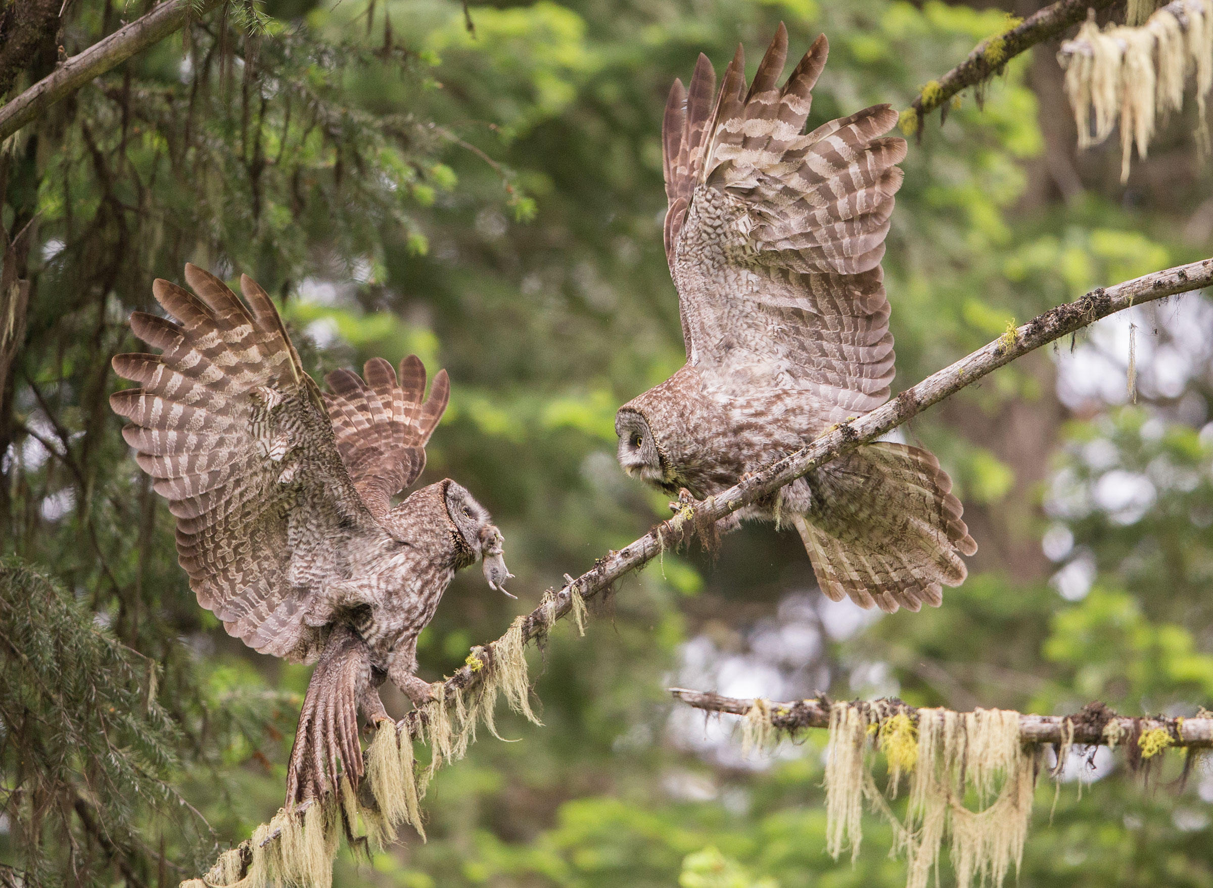 10 Spectacular Owl Photos You Have to See | Audubon
