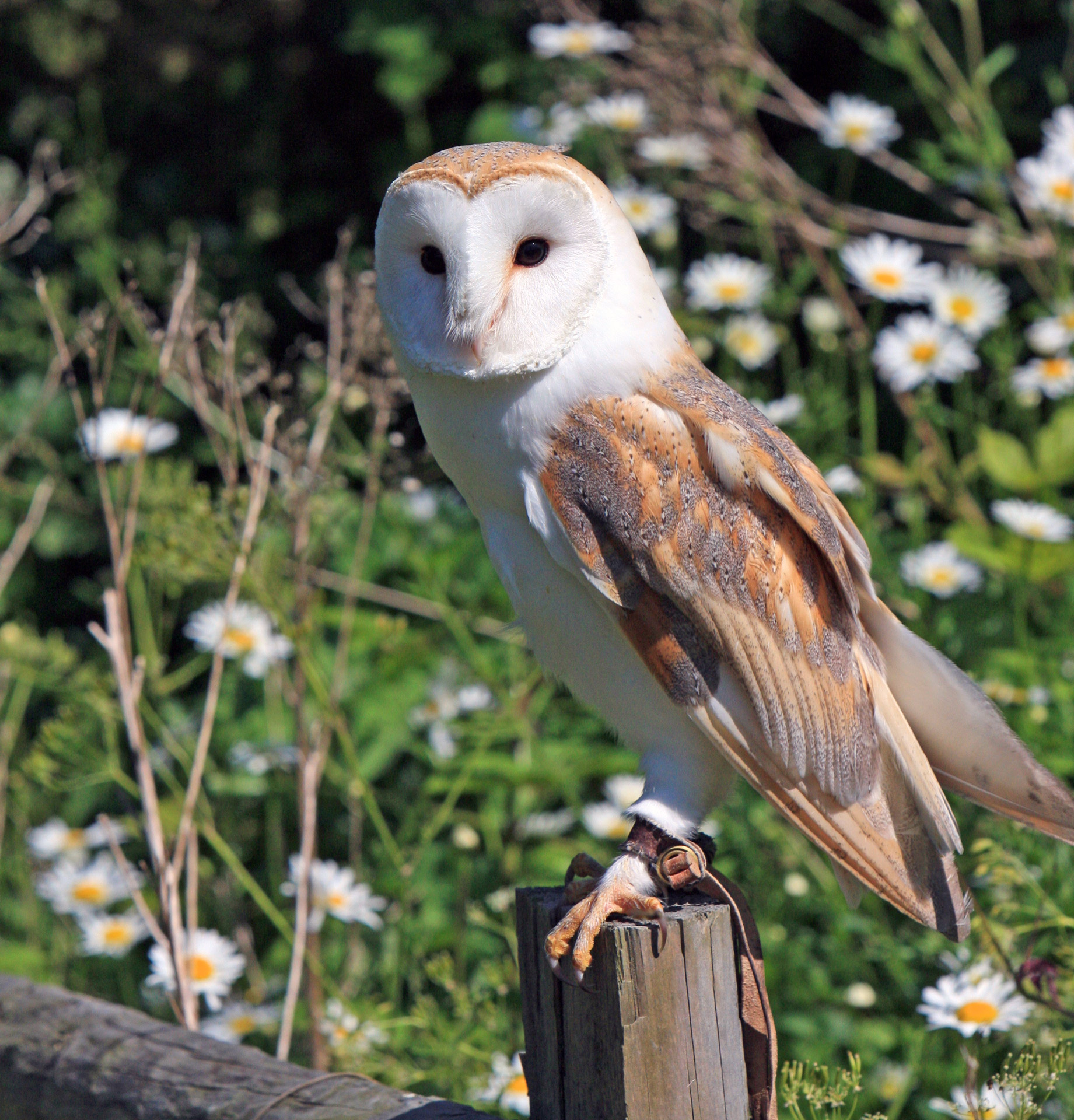 Barn Owl Free Stock Photo - Public Domain Pictures