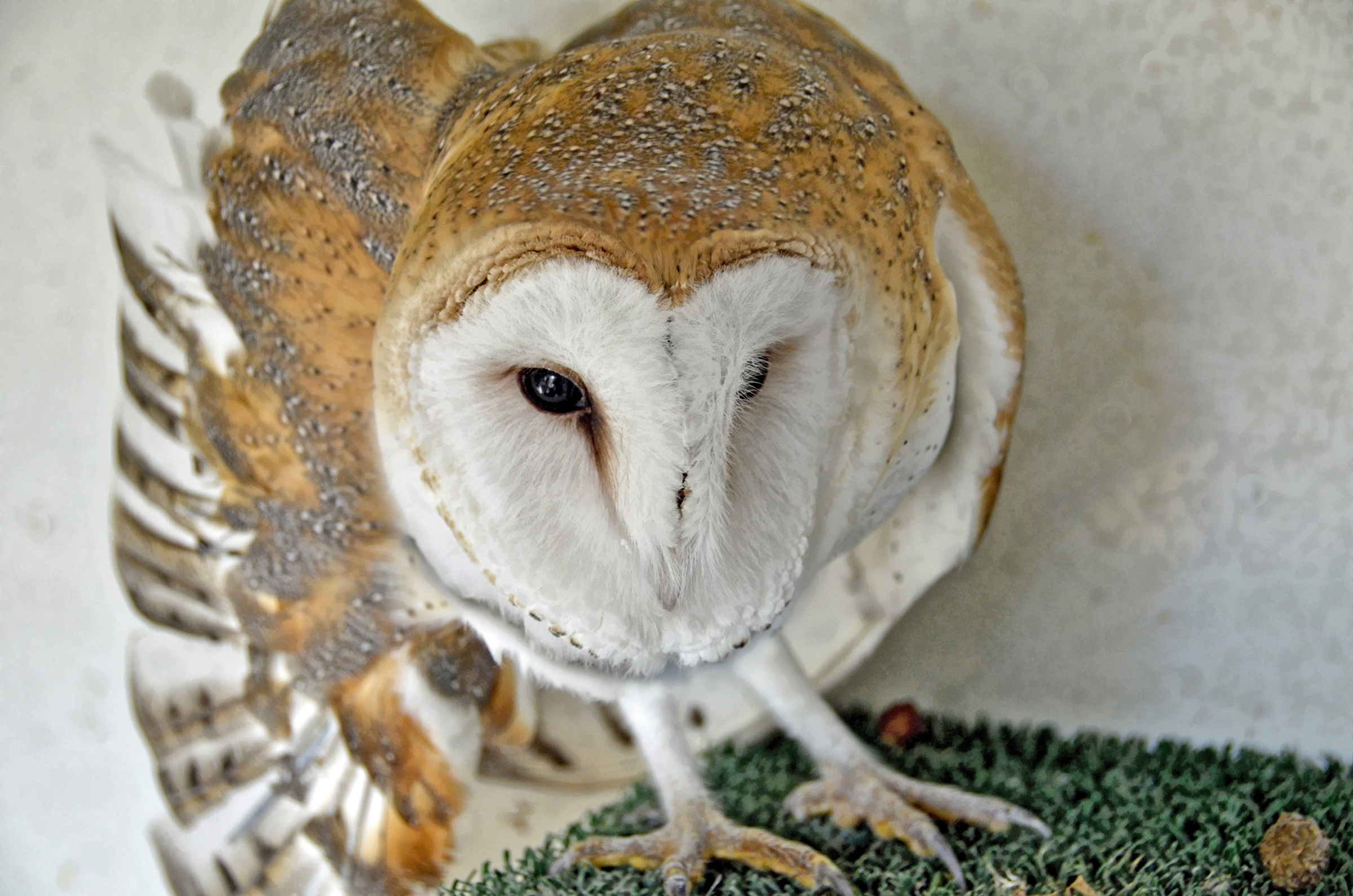 BARNEY: barn owl | California Raptor Center