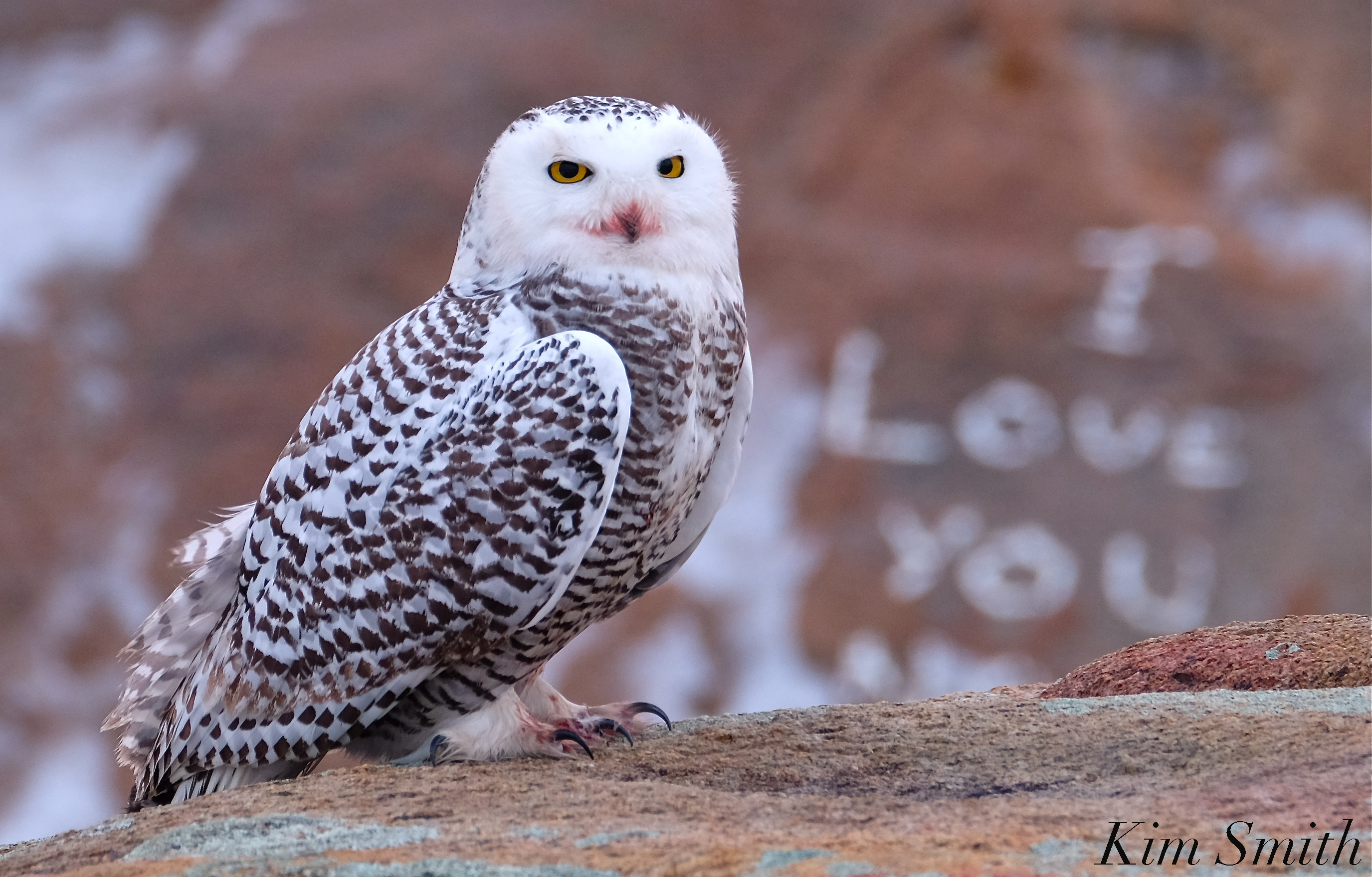 Snowy owl photo