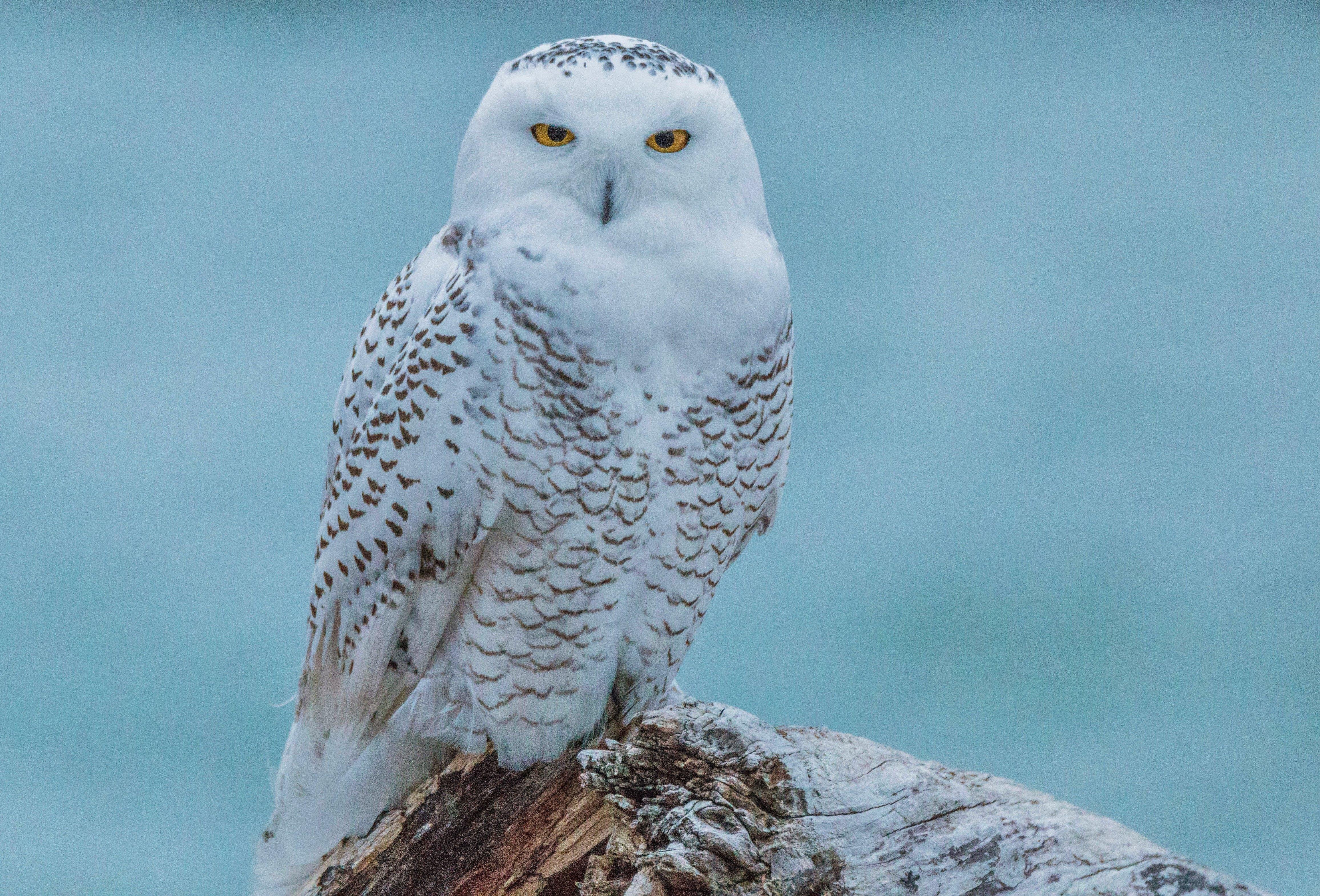 Snowy owls spotted at Presque Isle State Park - News - GoErie.com ...
