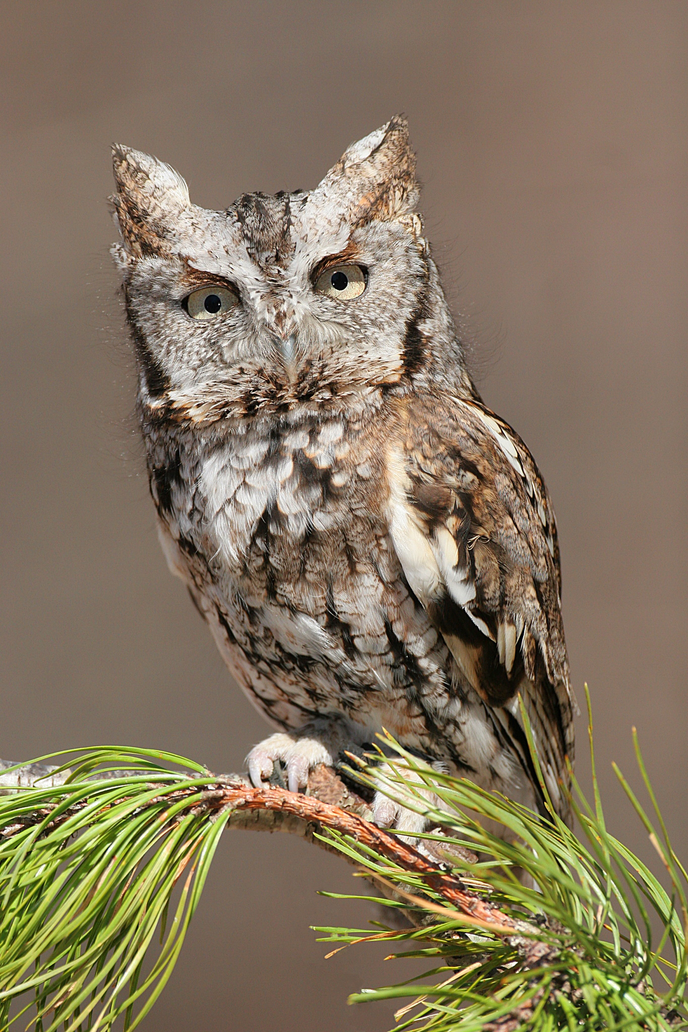 Screech owl photo