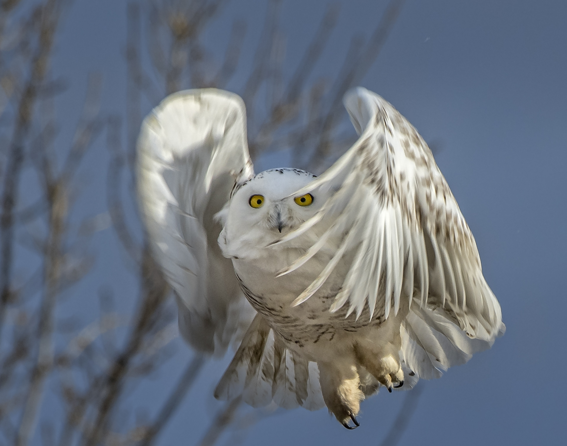 Rare snowy owls spotted in Colorado are drawing crowds beyond the ...