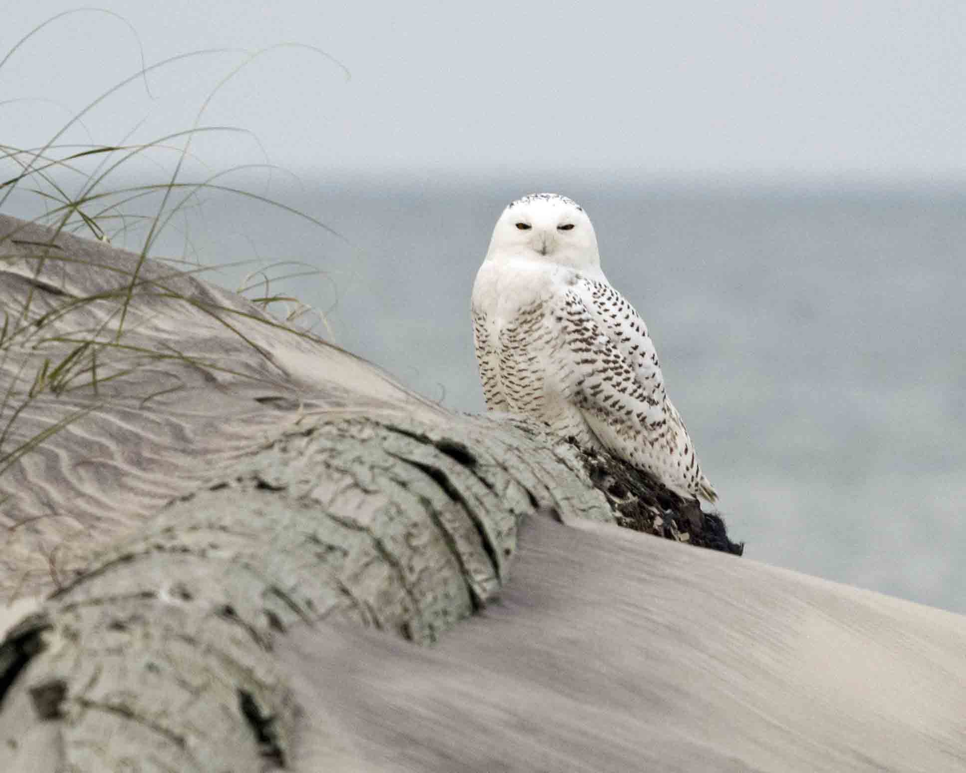 They're Back! Snowy Owls return to North Carolina - Ocracokeobserver.com