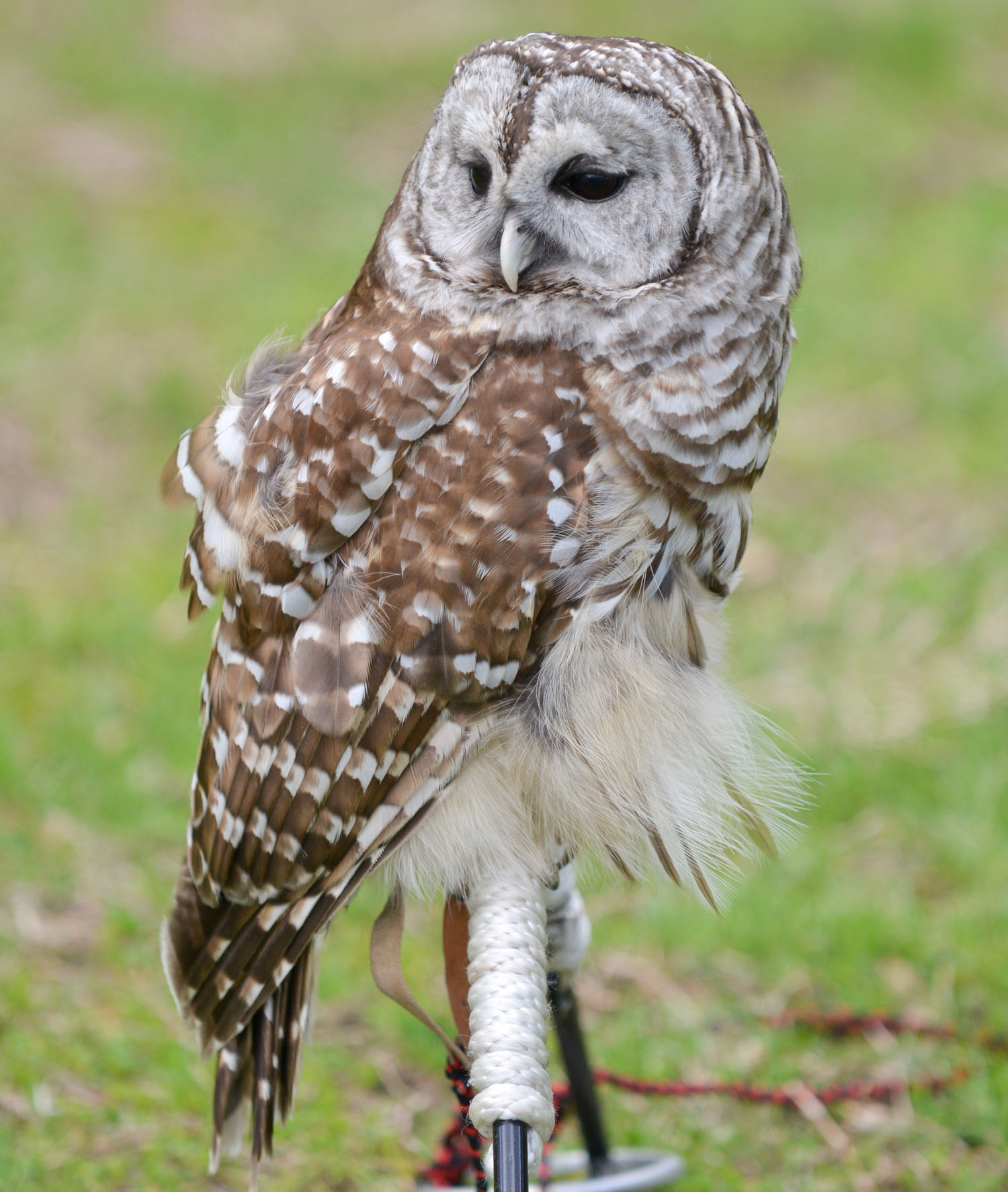 Places to Go Birding: Owls : NYC Parks