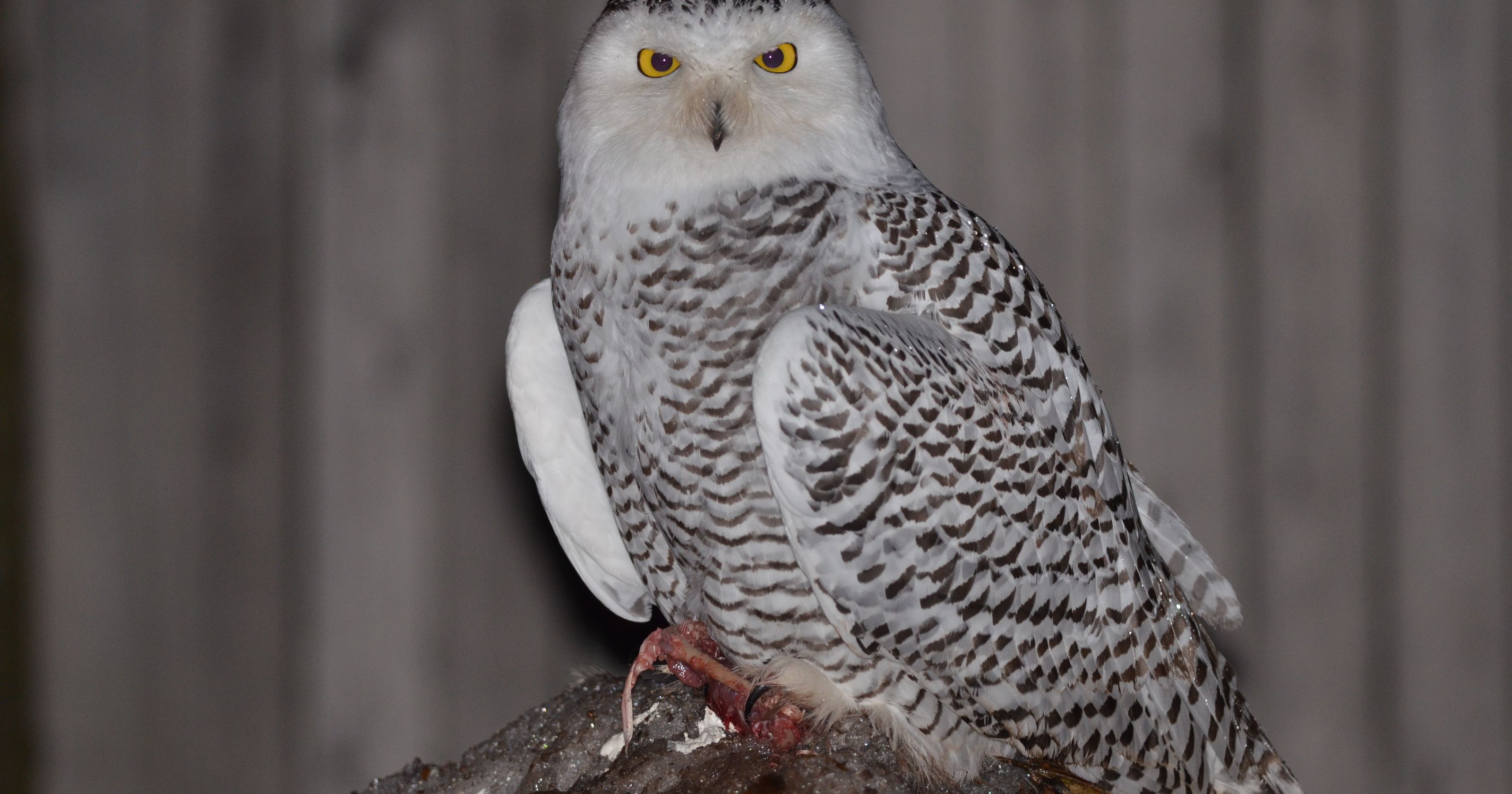 Snowy owl 'irruption' has the birds all over Michigan