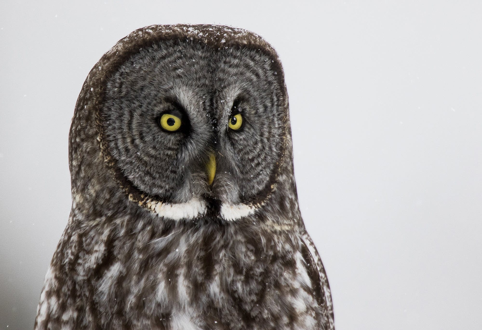 Angry bird: Signs an owl is about to attack you | Minnesota Public ...