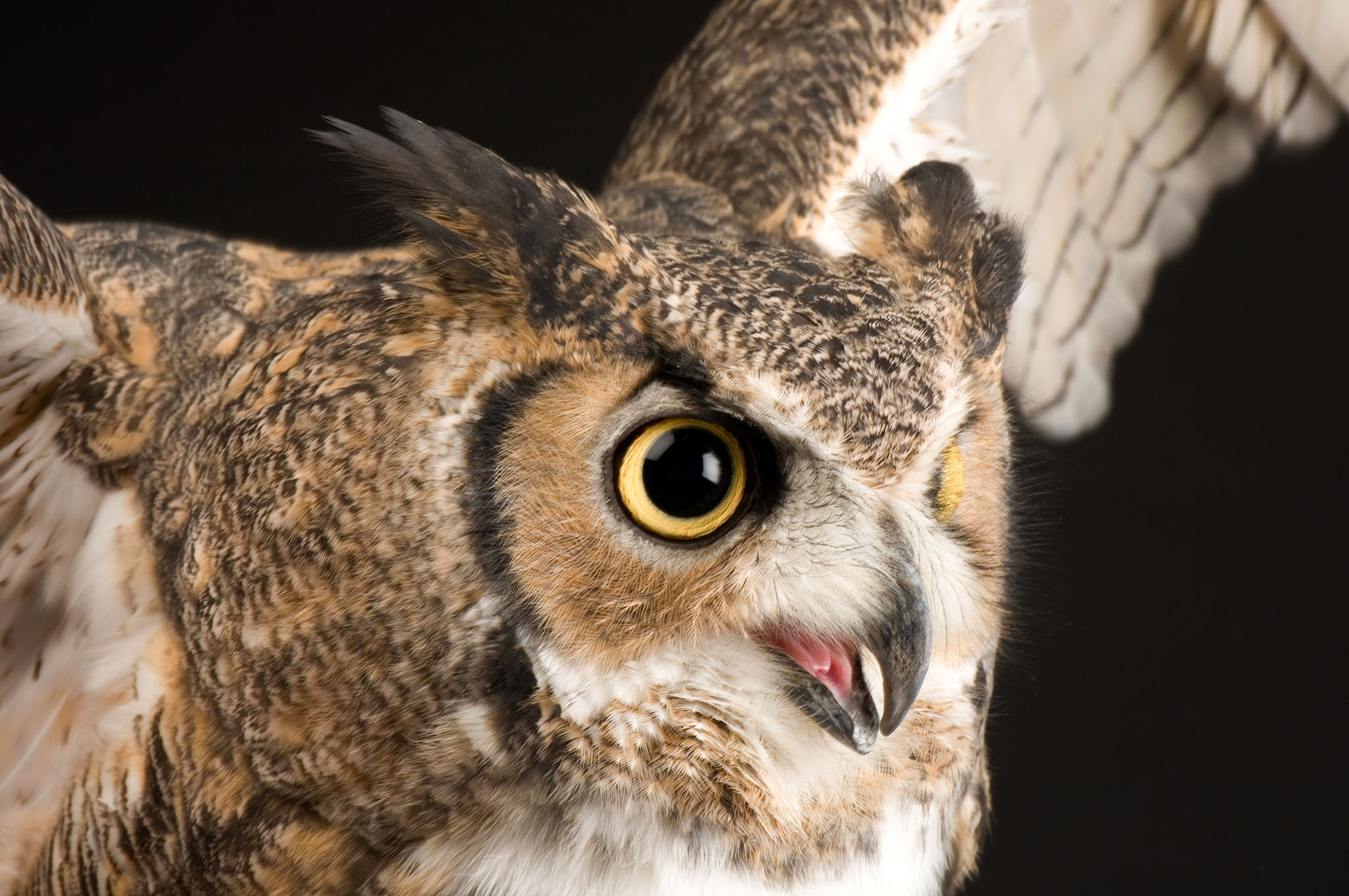 Help Us Pick the Most Superb Owl
