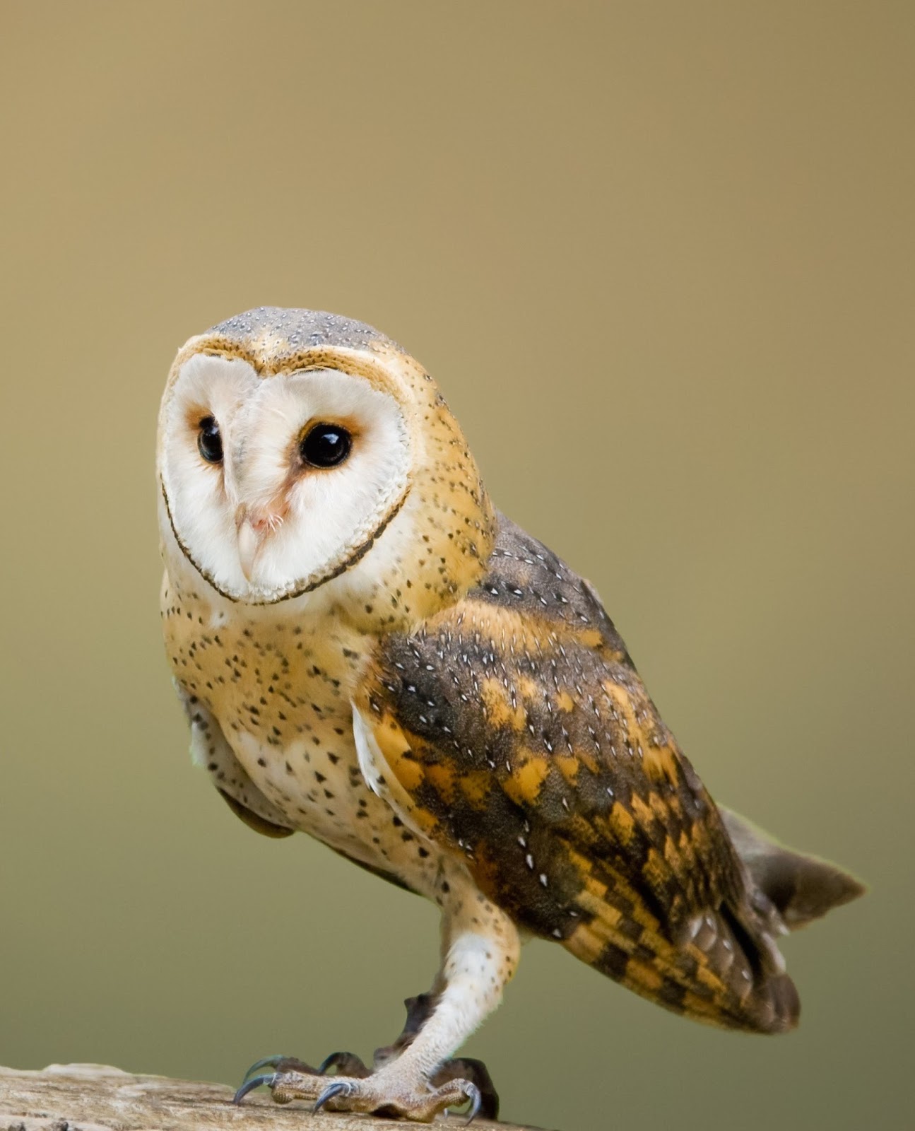 Amazing barn owl nocturnal facts - About Wild Animals