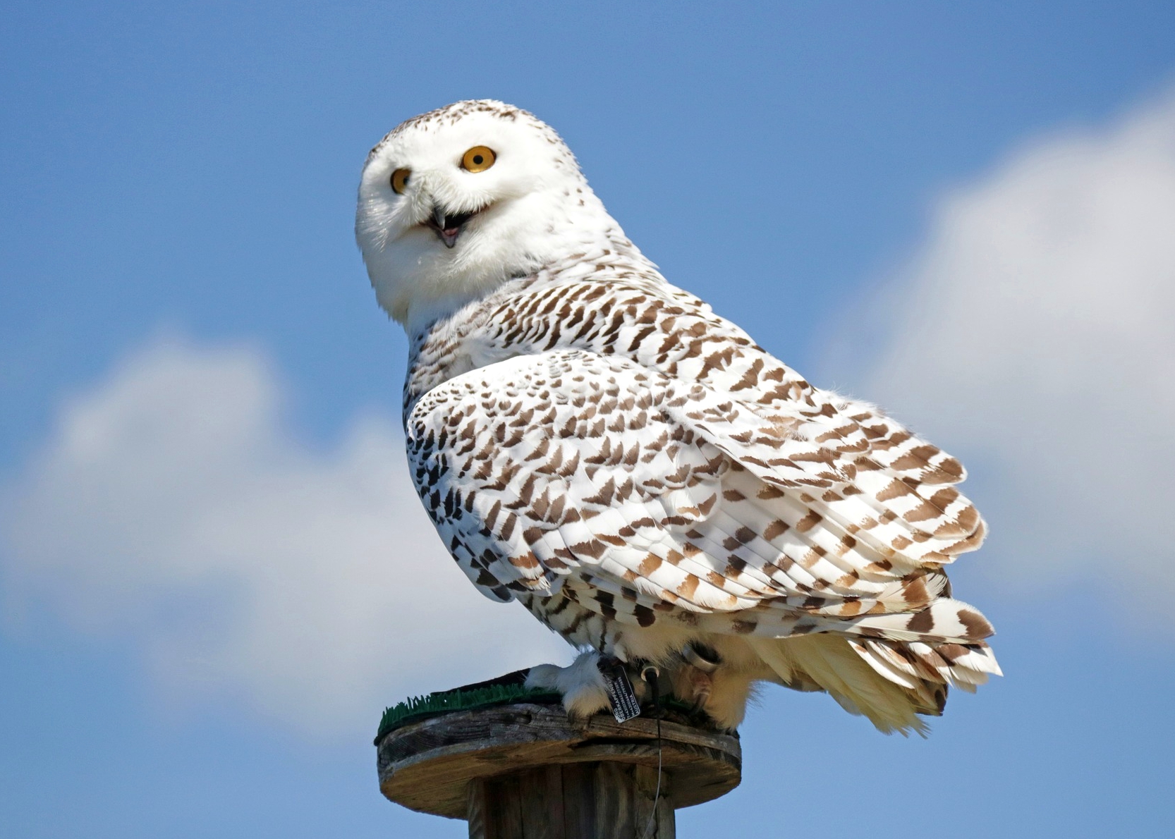 Snowy Owls Are Returning! | Old Farmer's Almanac