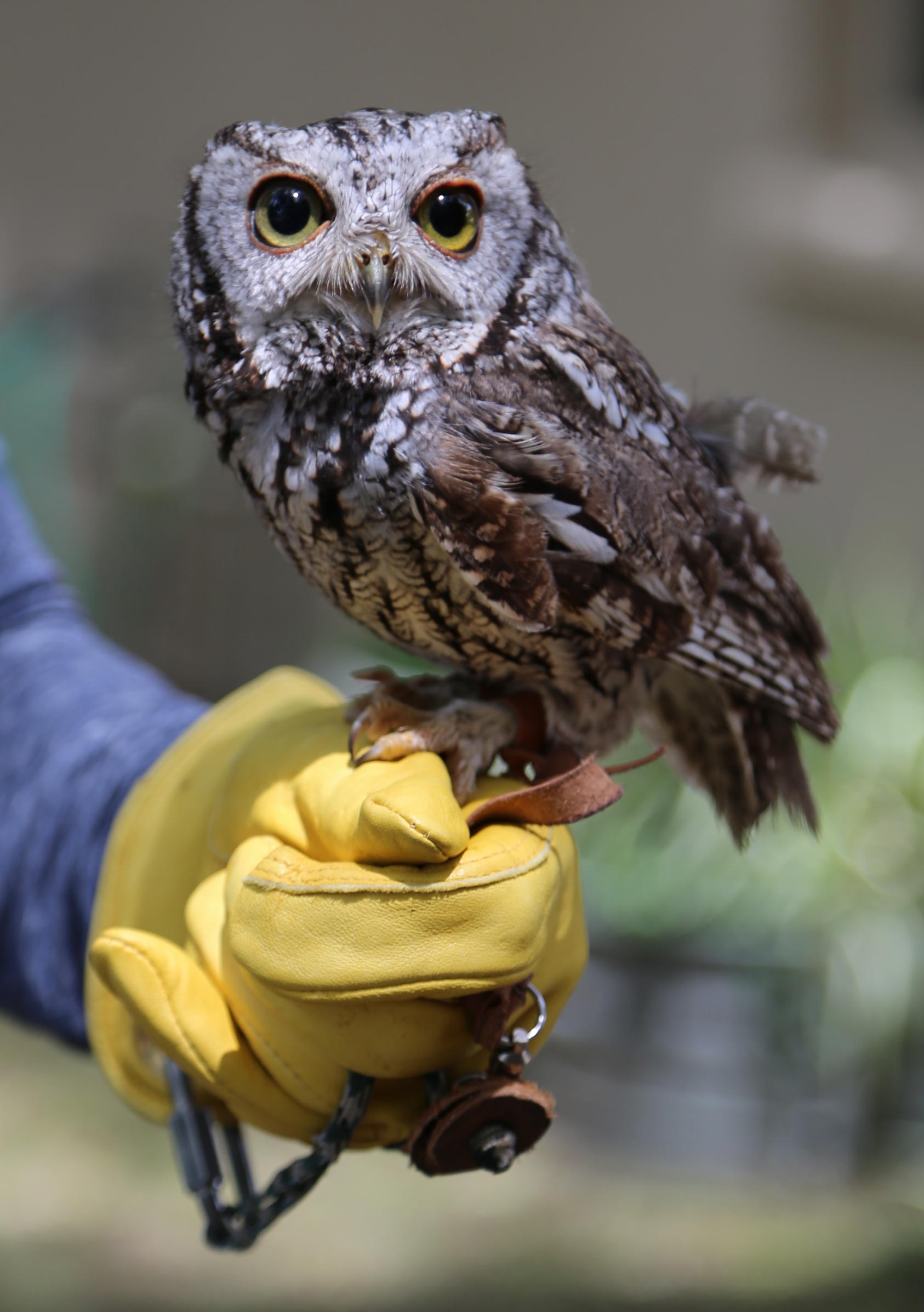 WES: western screech owl | California Raptor Center
