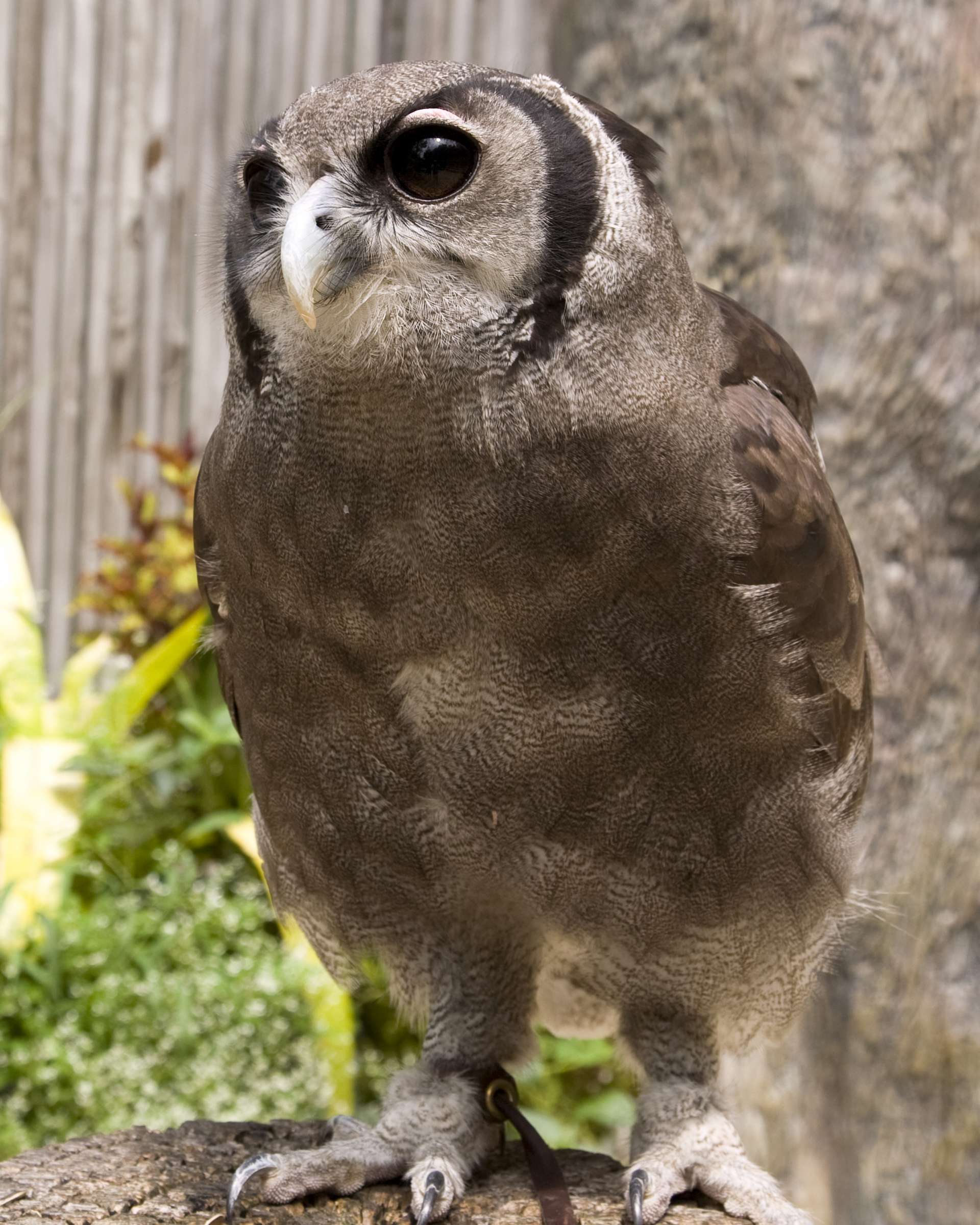 Milky Eagle Owl - Zoo Atlanta