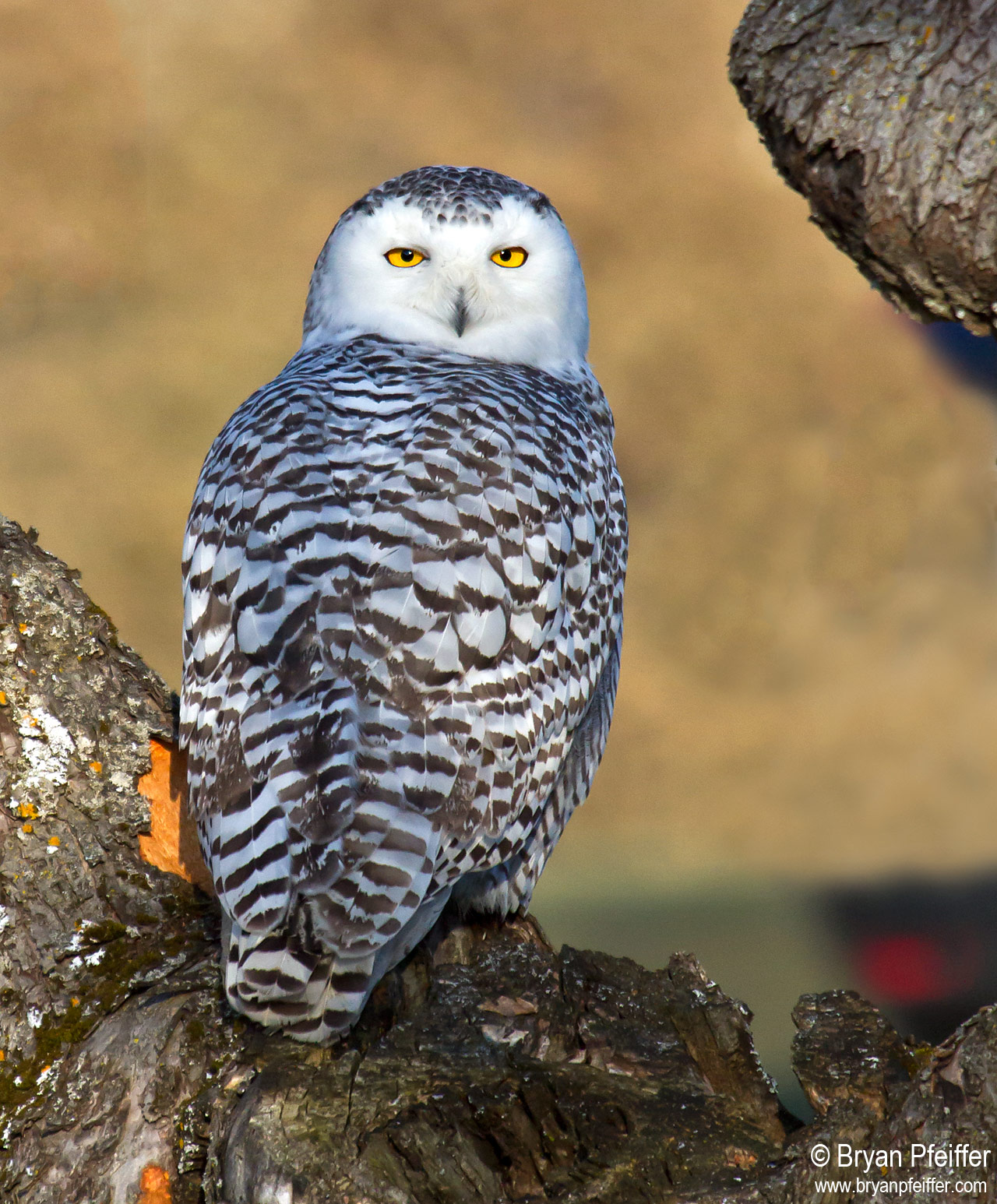 Snowy Owl Scoop – Bryan Pfeiffer