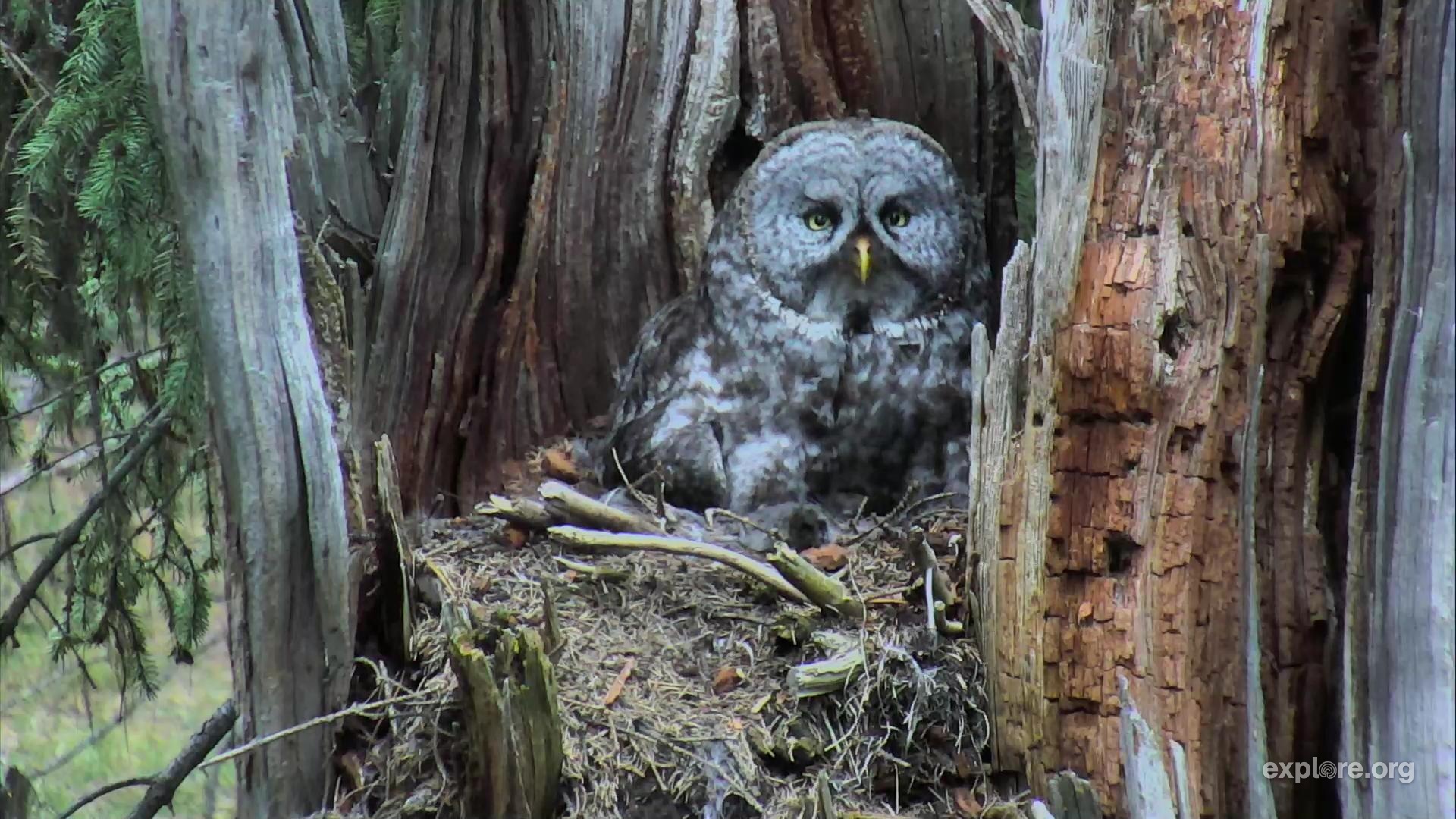 Great Gray Owl Nest - live owl camera from Montana | Explore.org