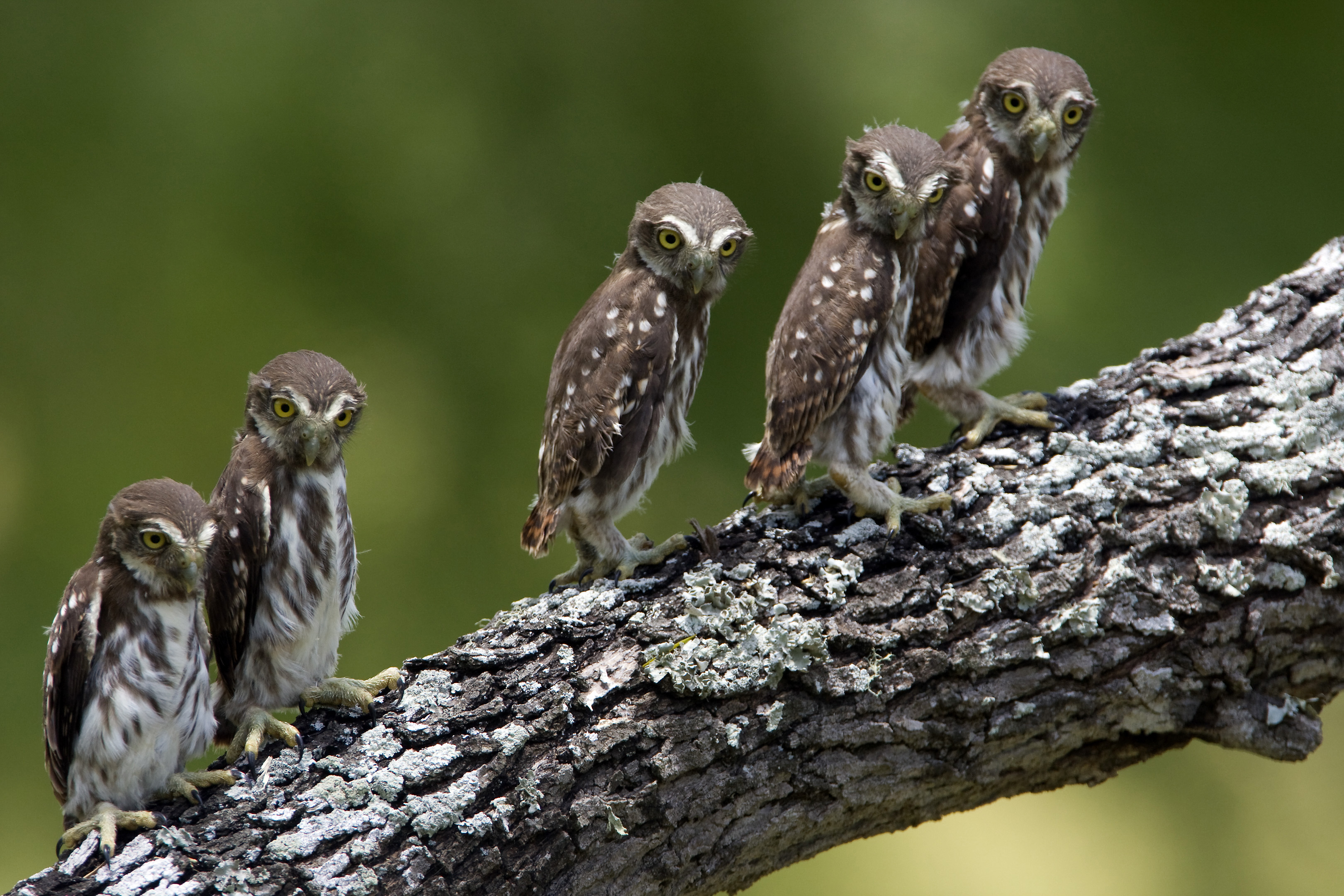 Owl, woodpecker photo exhibit tells of symbiosis, conservation at ...