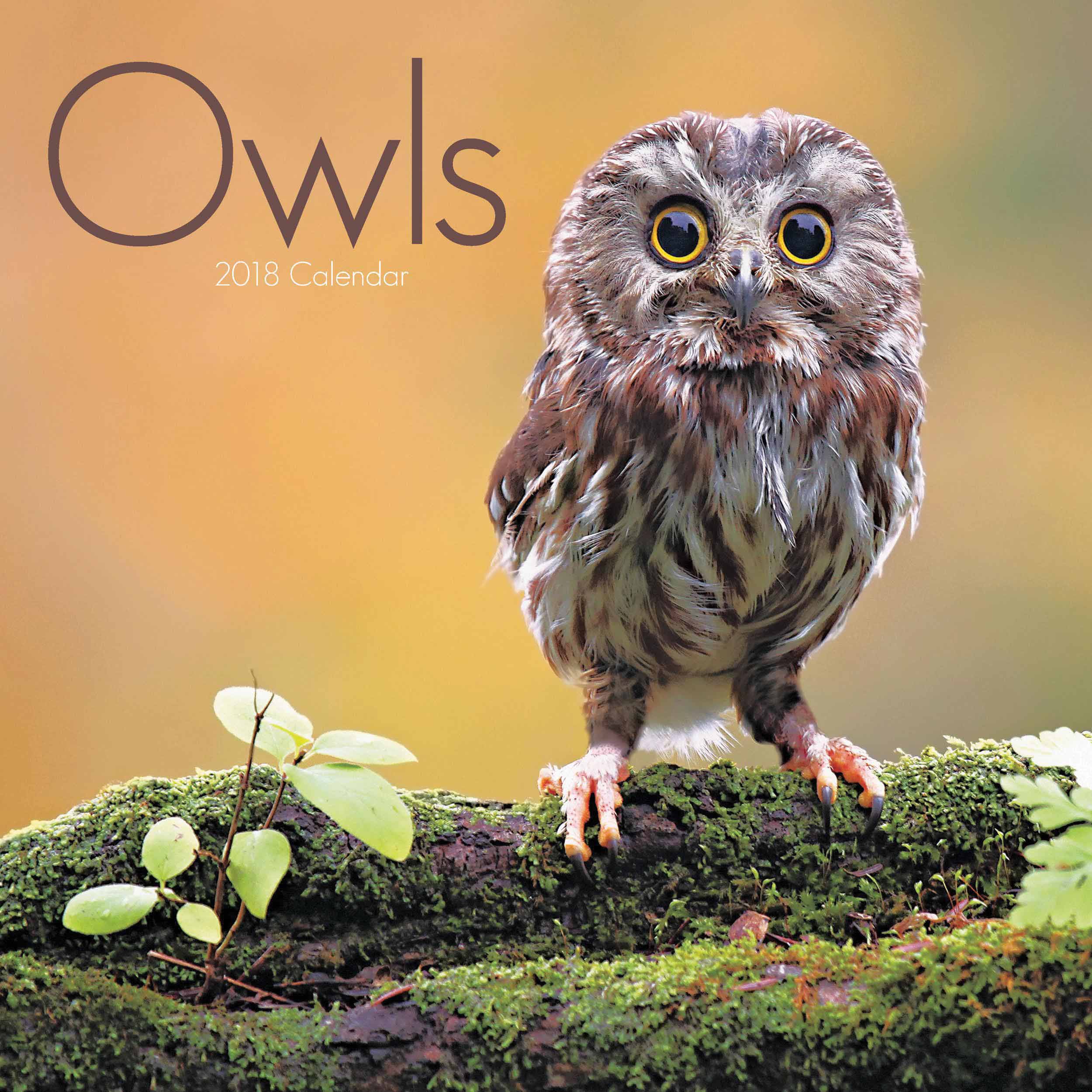 Owls Calendar 2018 - Calendar Club UK