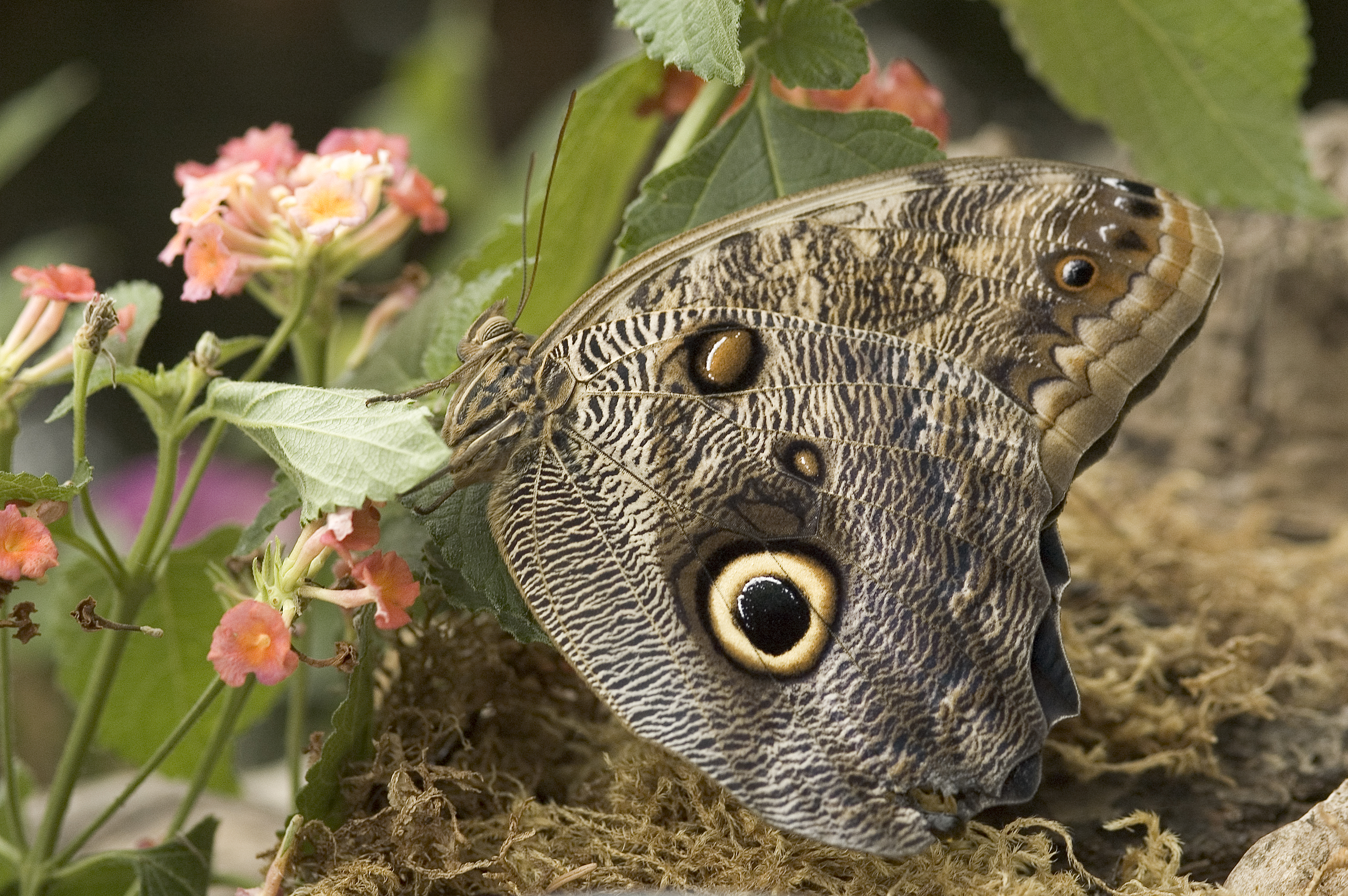 owl butterfly | Oregon Zoo