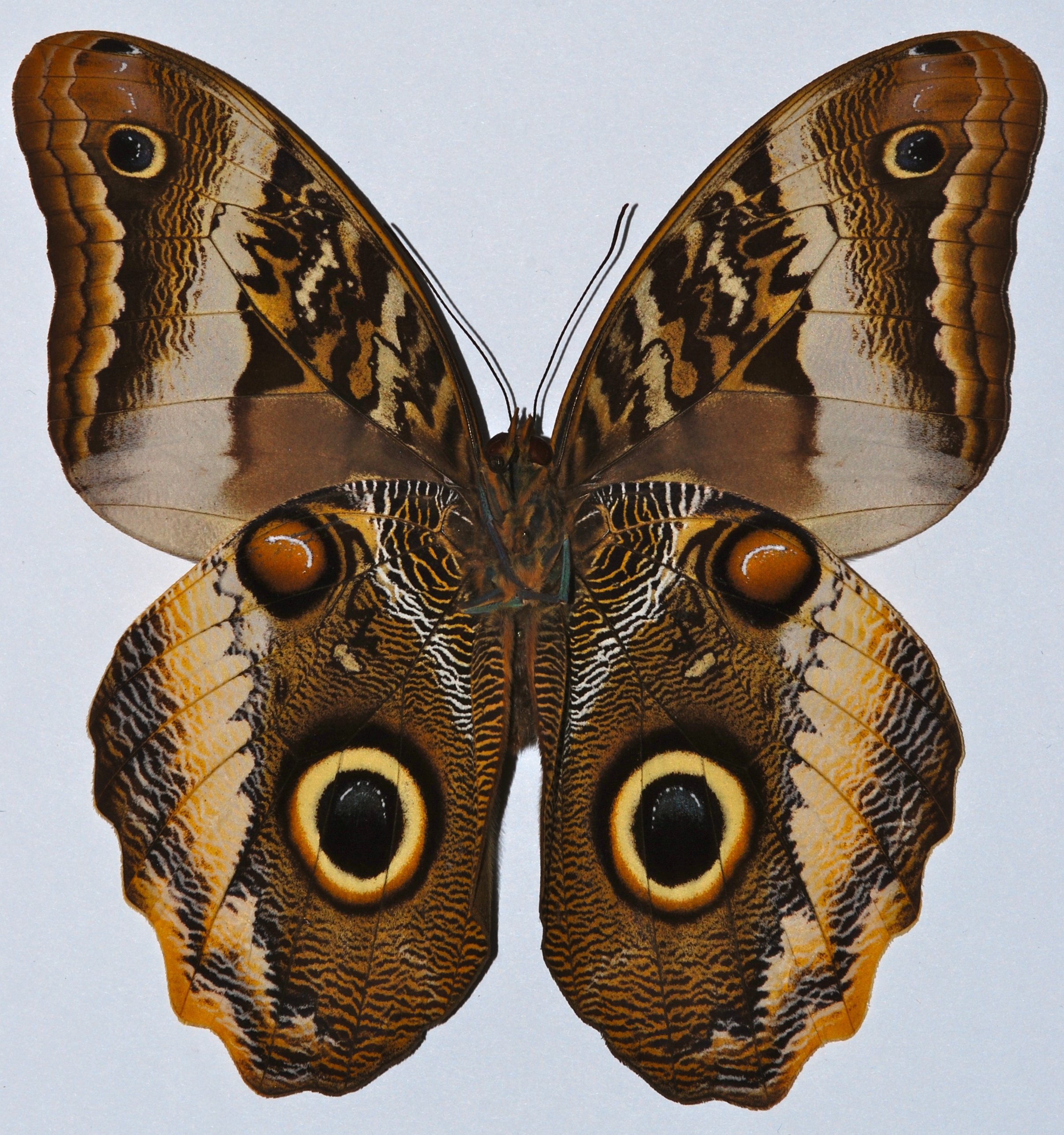 File:Yellow-edged Giant Owl Butterfly (Caligo atreus dyonisos ...