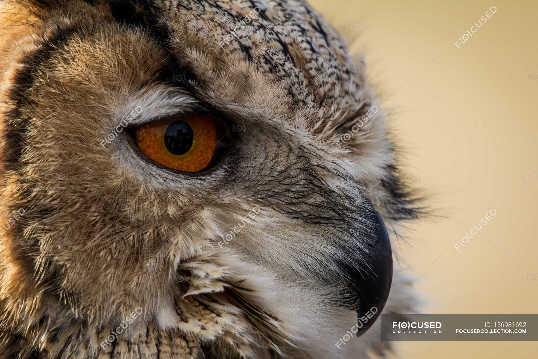 Owl closeup photo