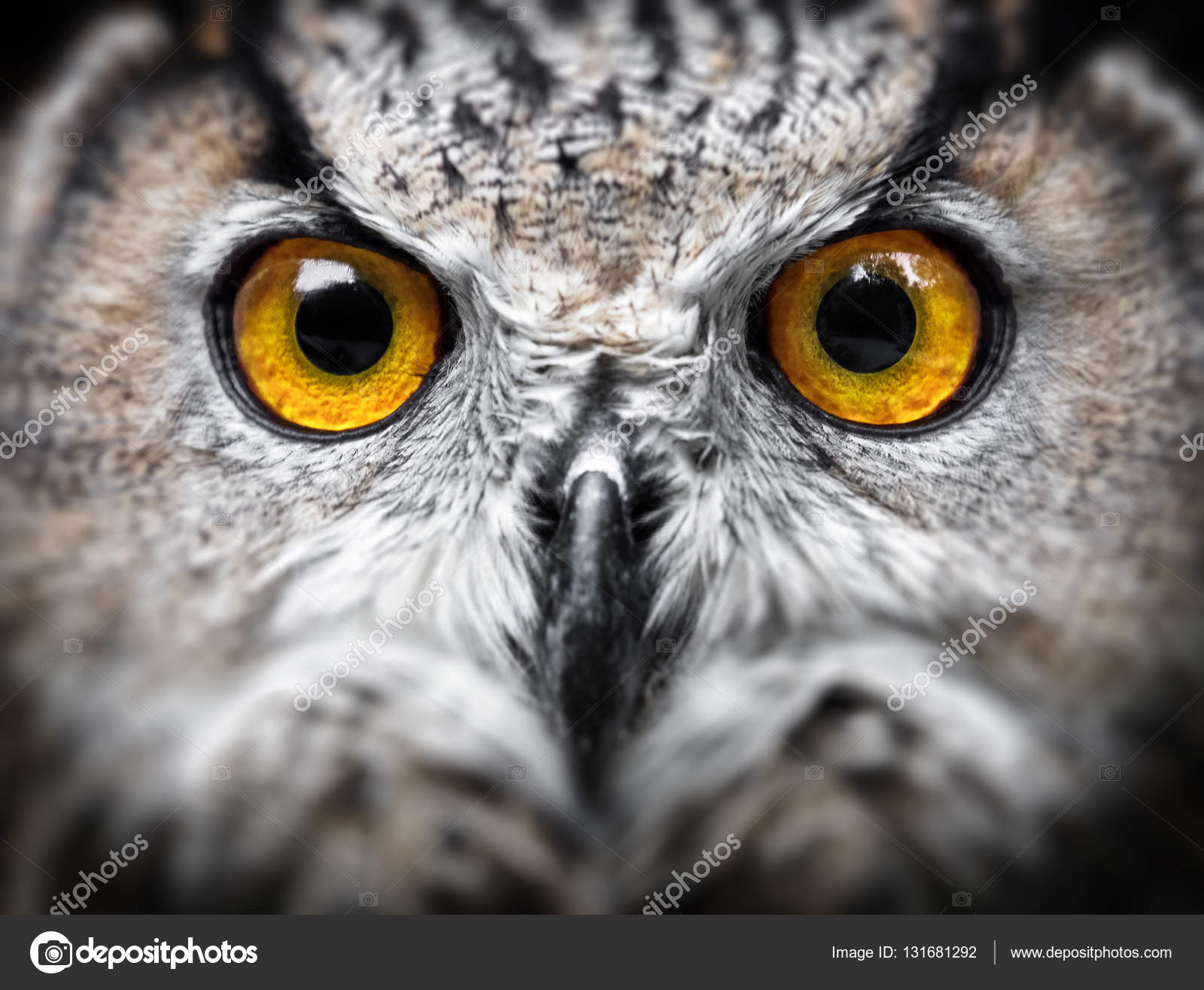 Portrait of Owl close up — Stock Photo © Baranov_Evgenii #131681292
