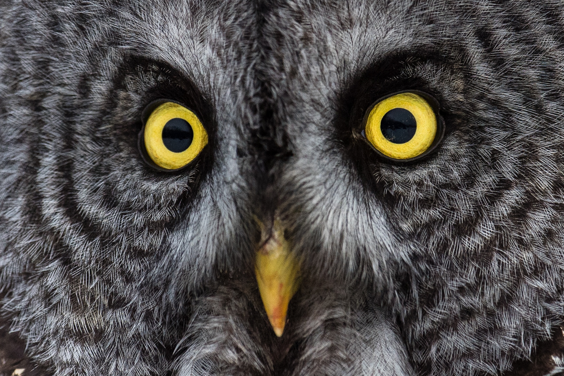 Owl eyes closeup - Kozzi