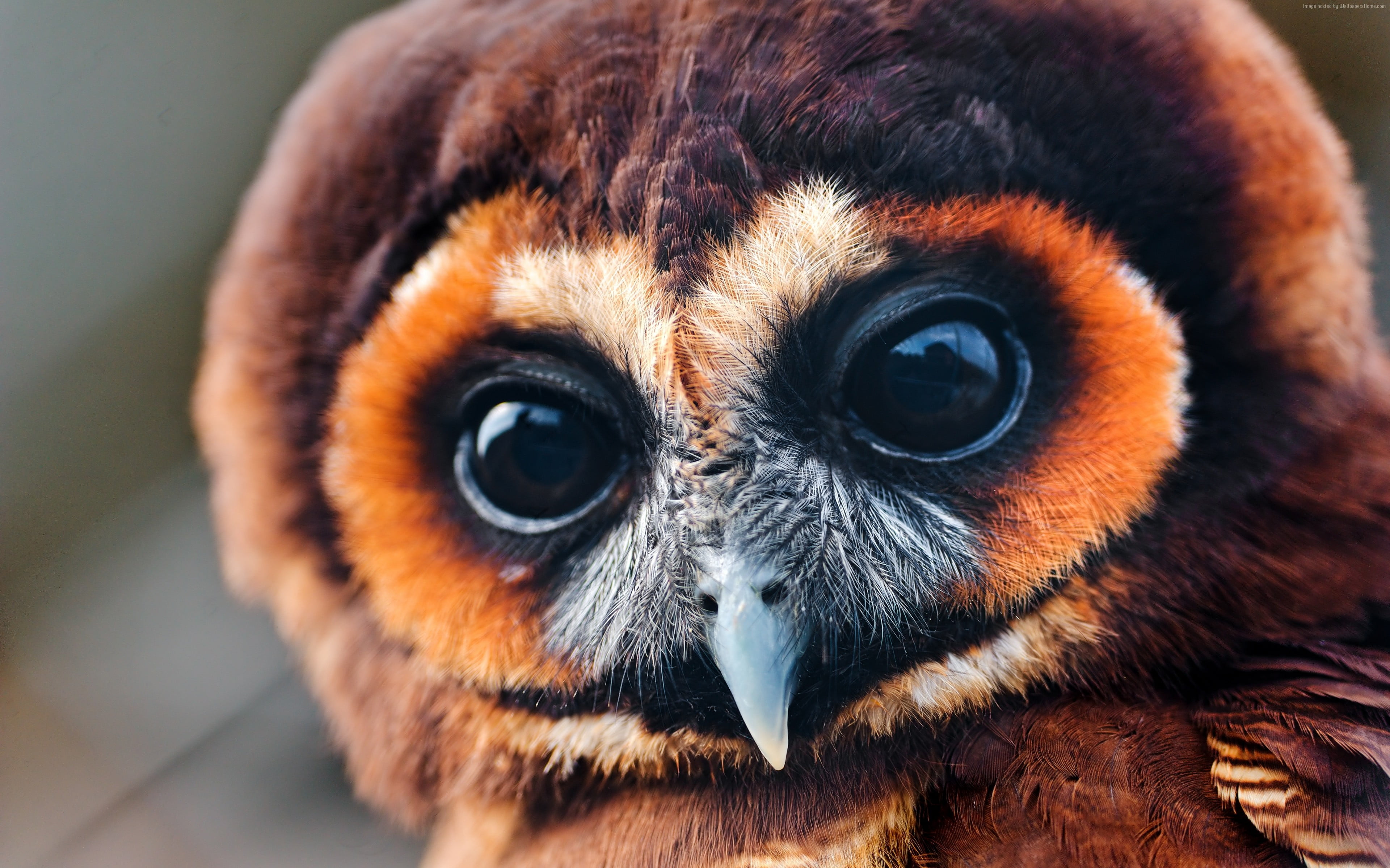 Brown Owl close up photography HD wallpaper | Wallpaper Flare