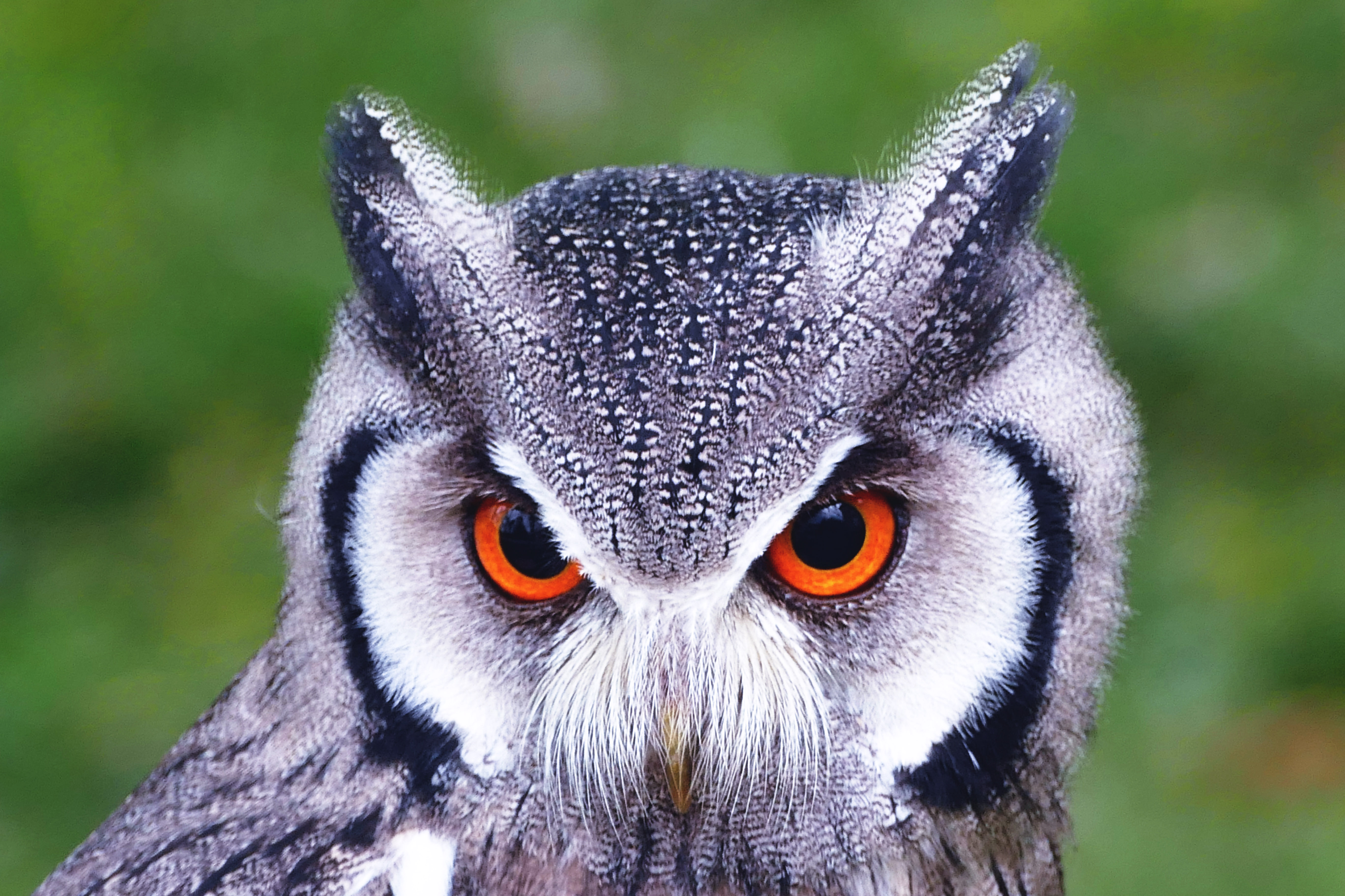 Owl Closeup Free Photo - ISO Republic