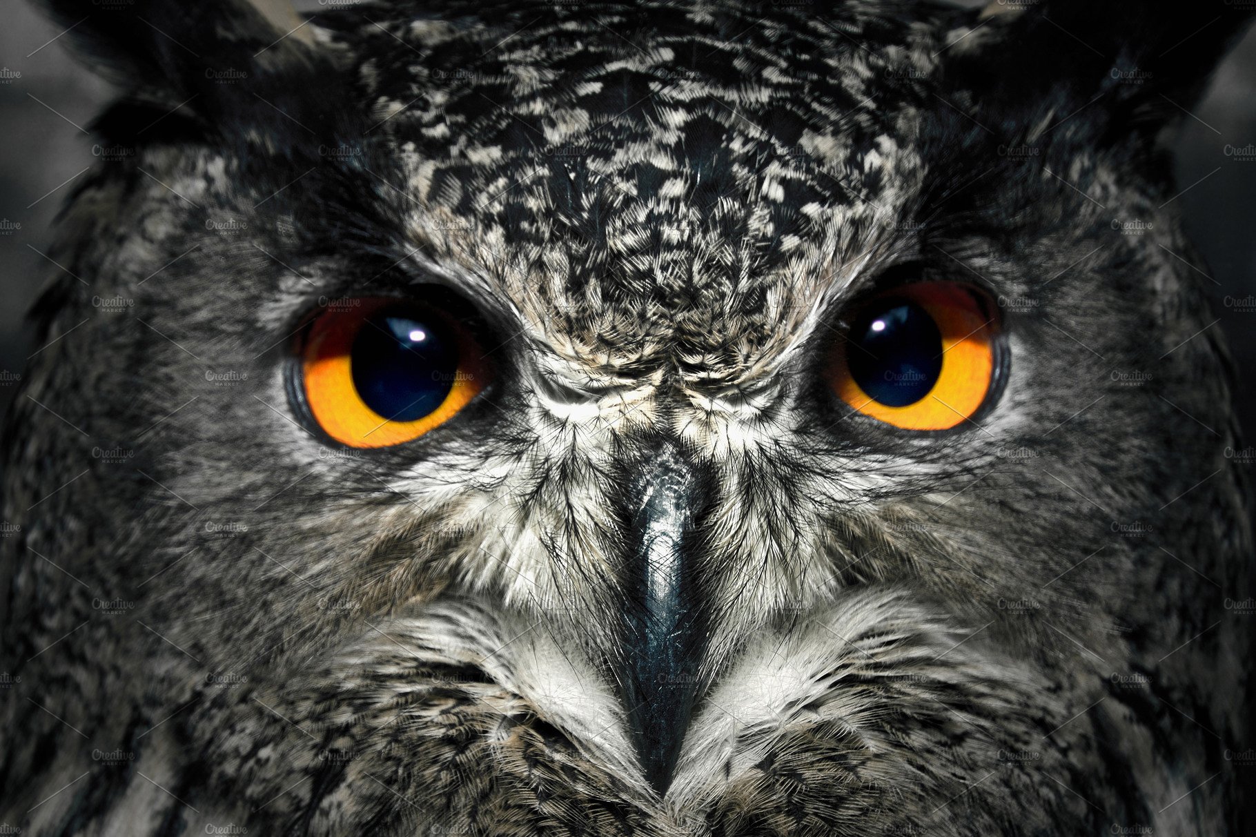 Owl eyes close up. ~ Animal Photos ~ Creative Market