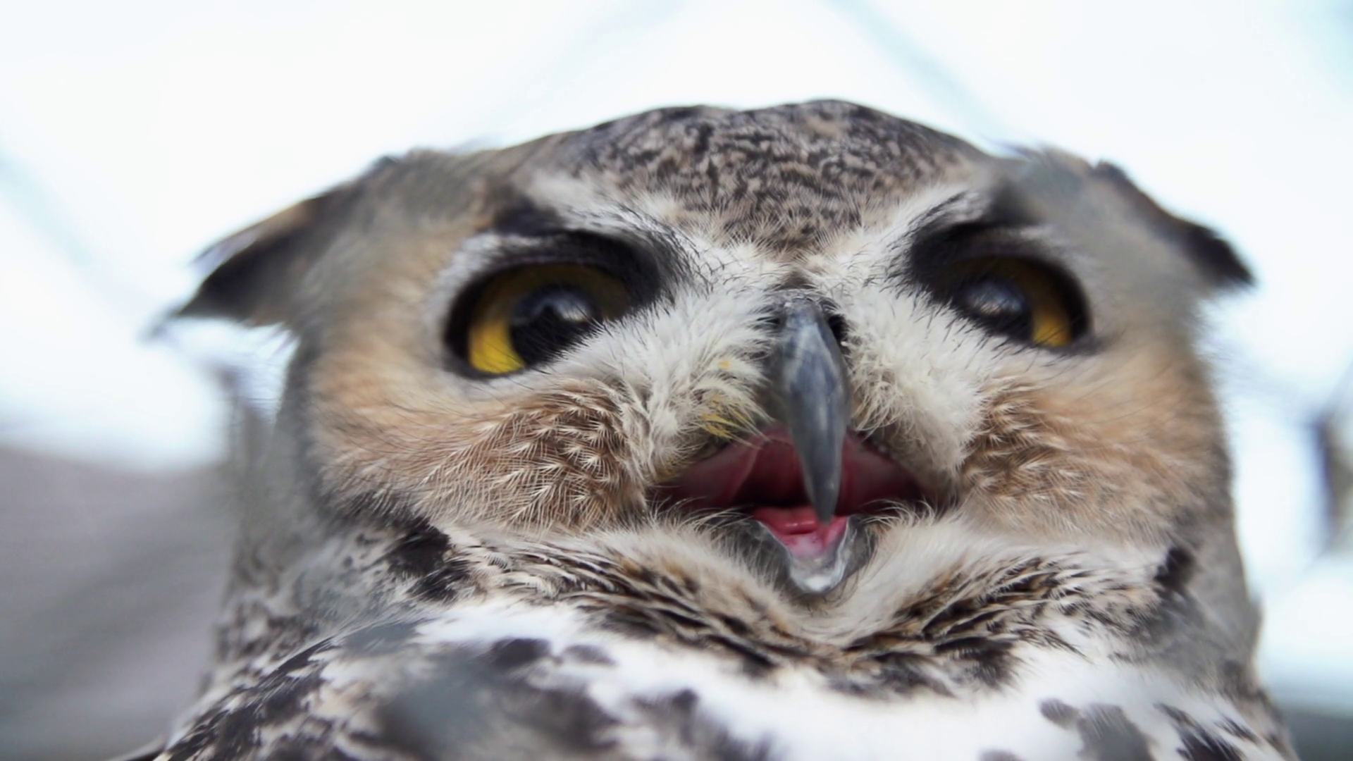 Screech Owl Close Up Slow Motion Stock Video Footage - VideoBlocks