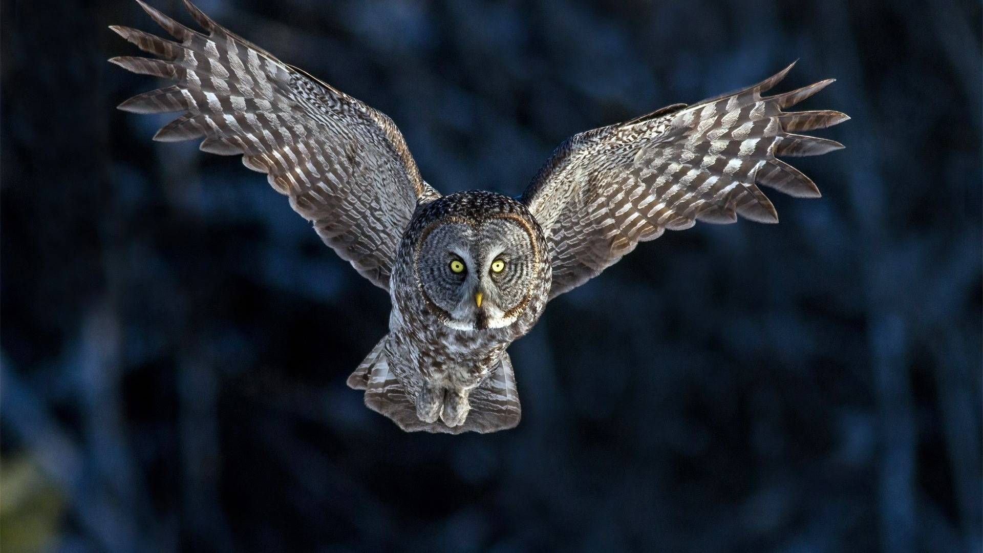 Flying Owl, Flying Owl wallpaper. | Beautiful Owls | Pinterest | Owl ...