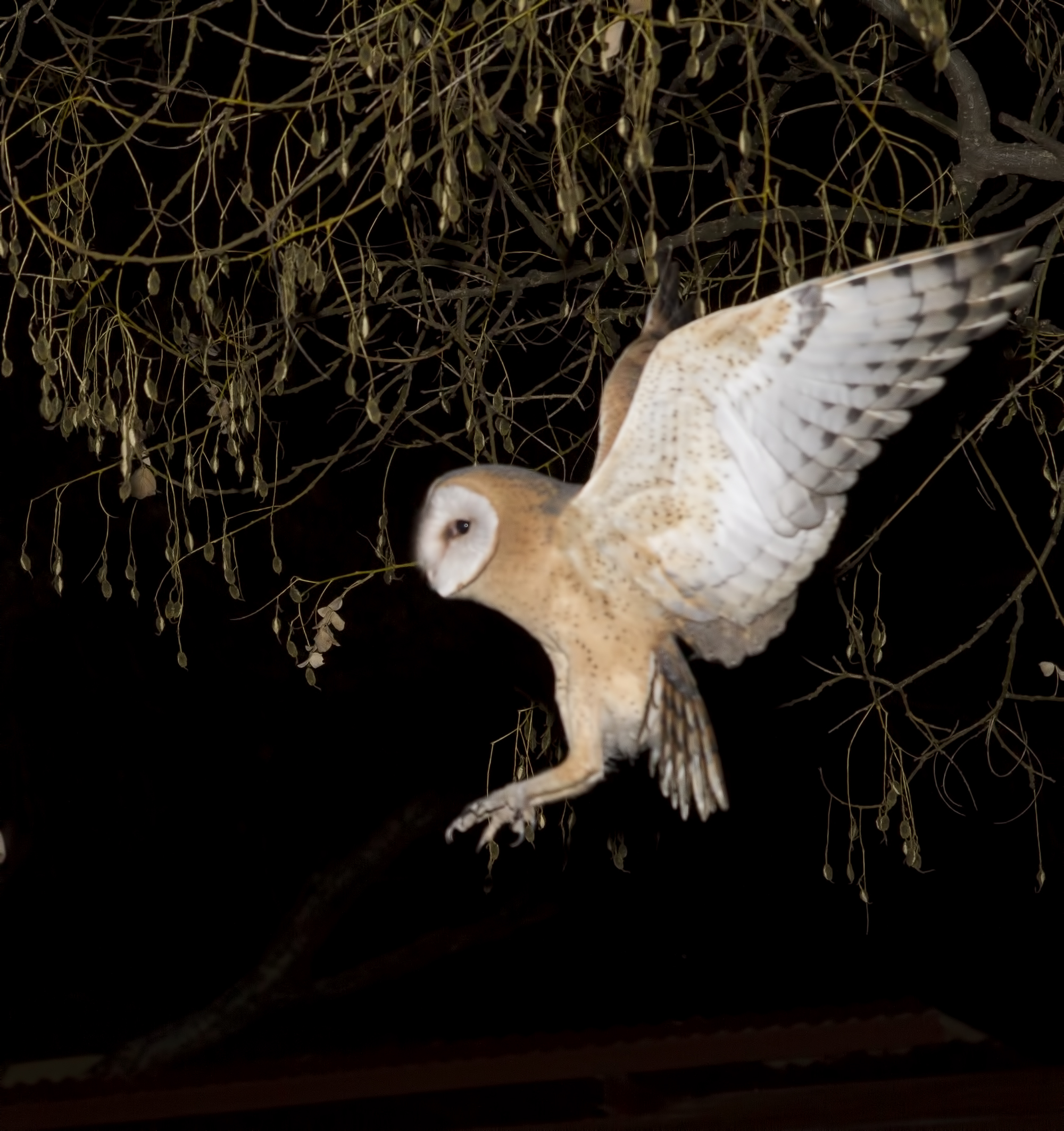 Western Barn Owl Flying Wings Open Rodents Prey