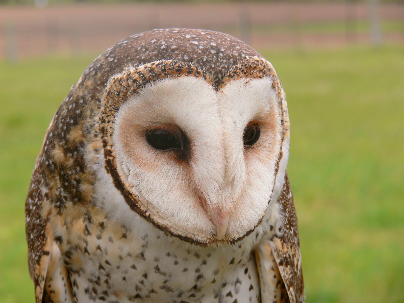 File:Masked owl head 002.jpg - Wikimedia Commons
