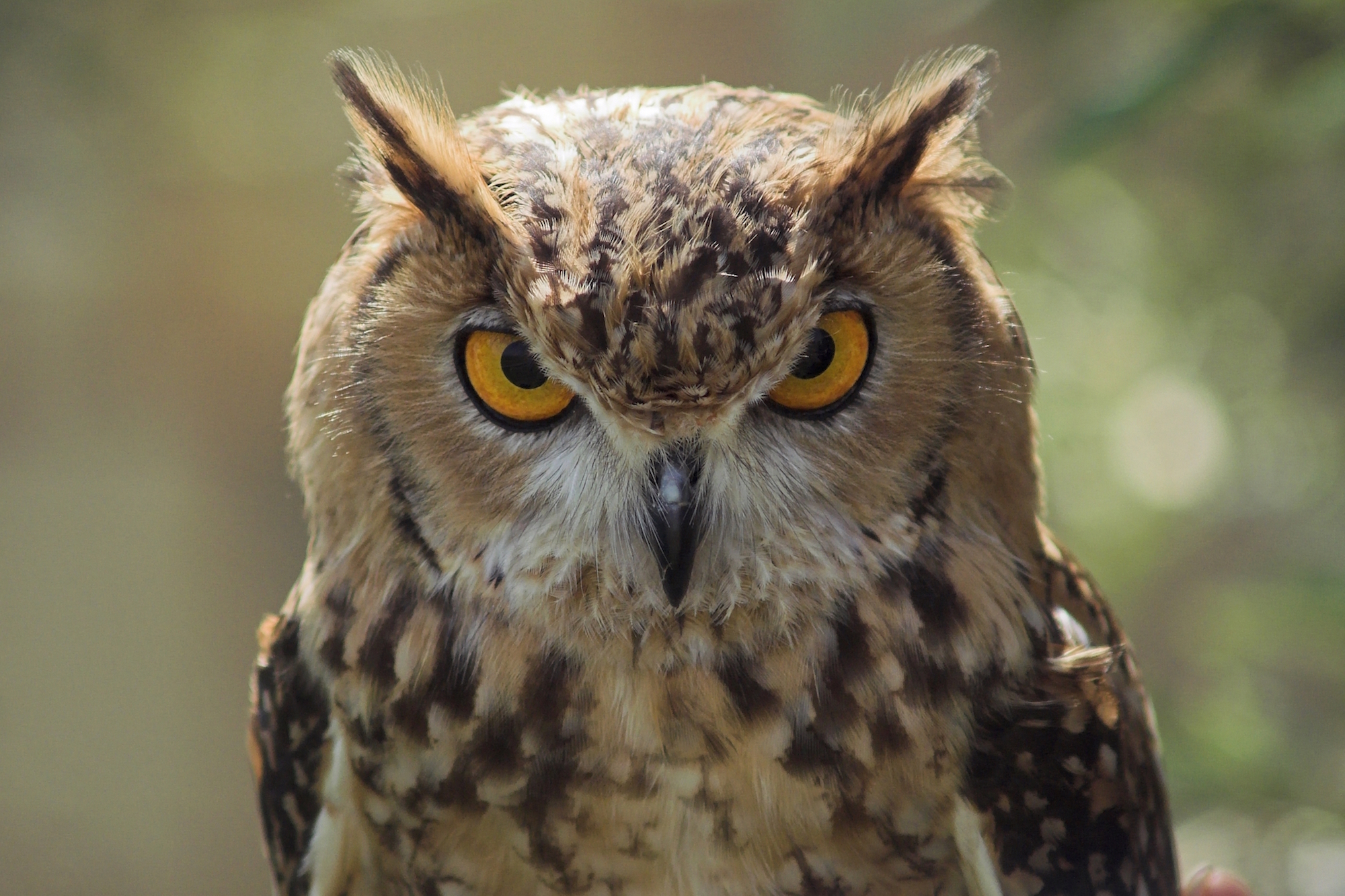 Bird Myths: Owls Can Turn Their Heads 360° - Into the Air
