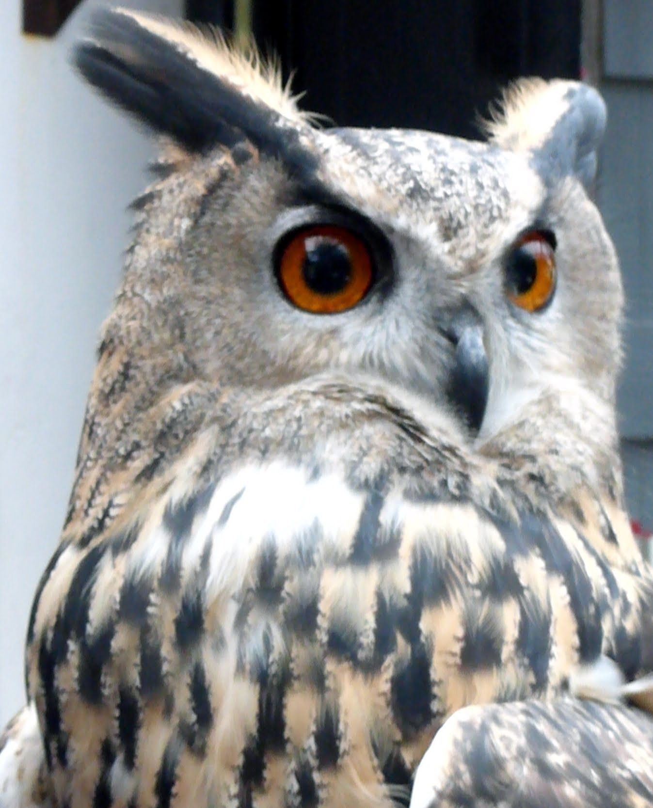 Owl turns head 180 degrees - YouTube