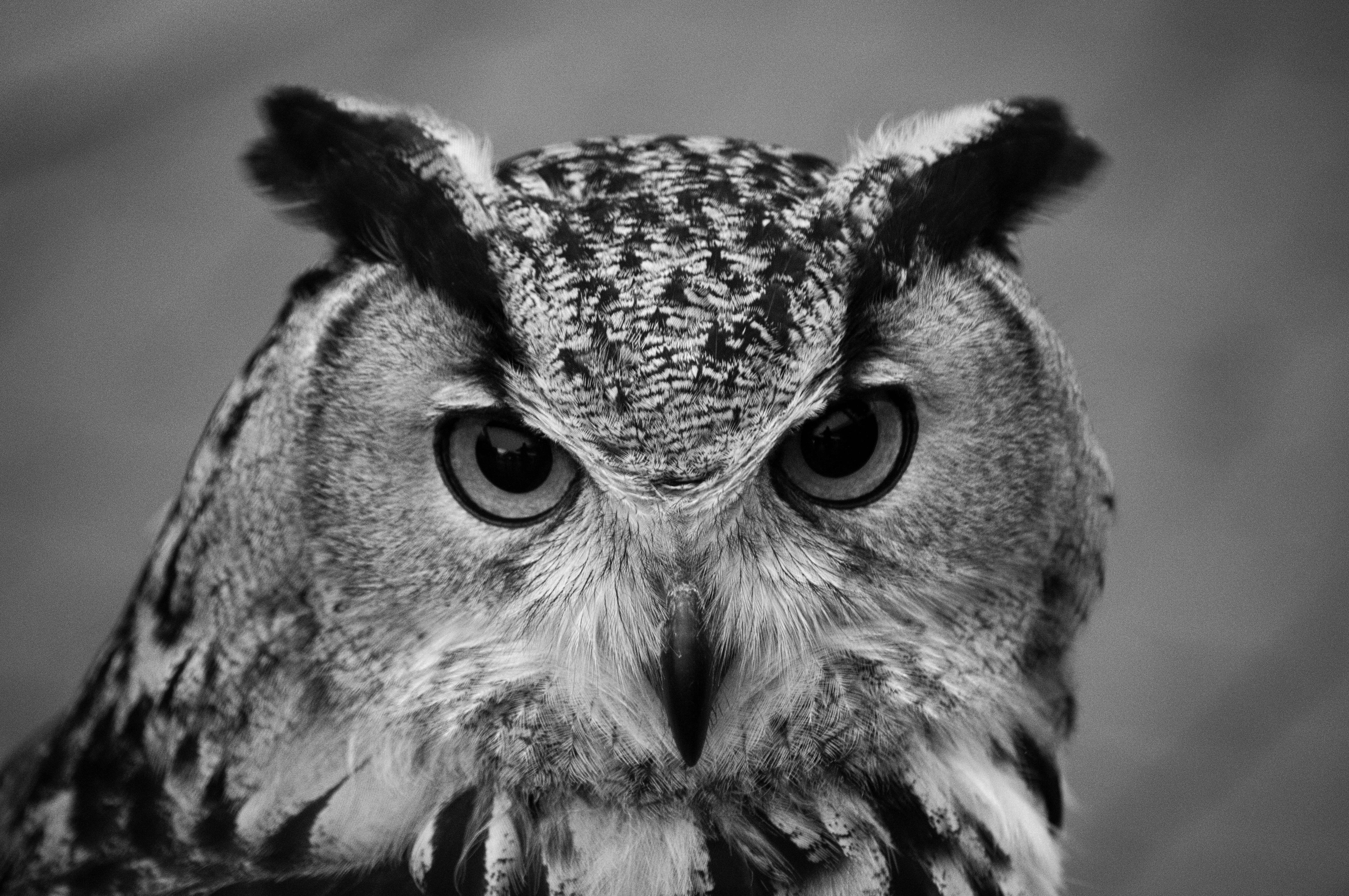 Owl head photo